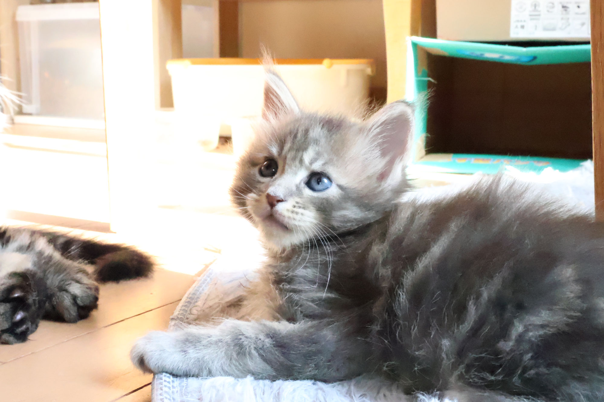ブルーのメインクーン男の子猫コバルト君