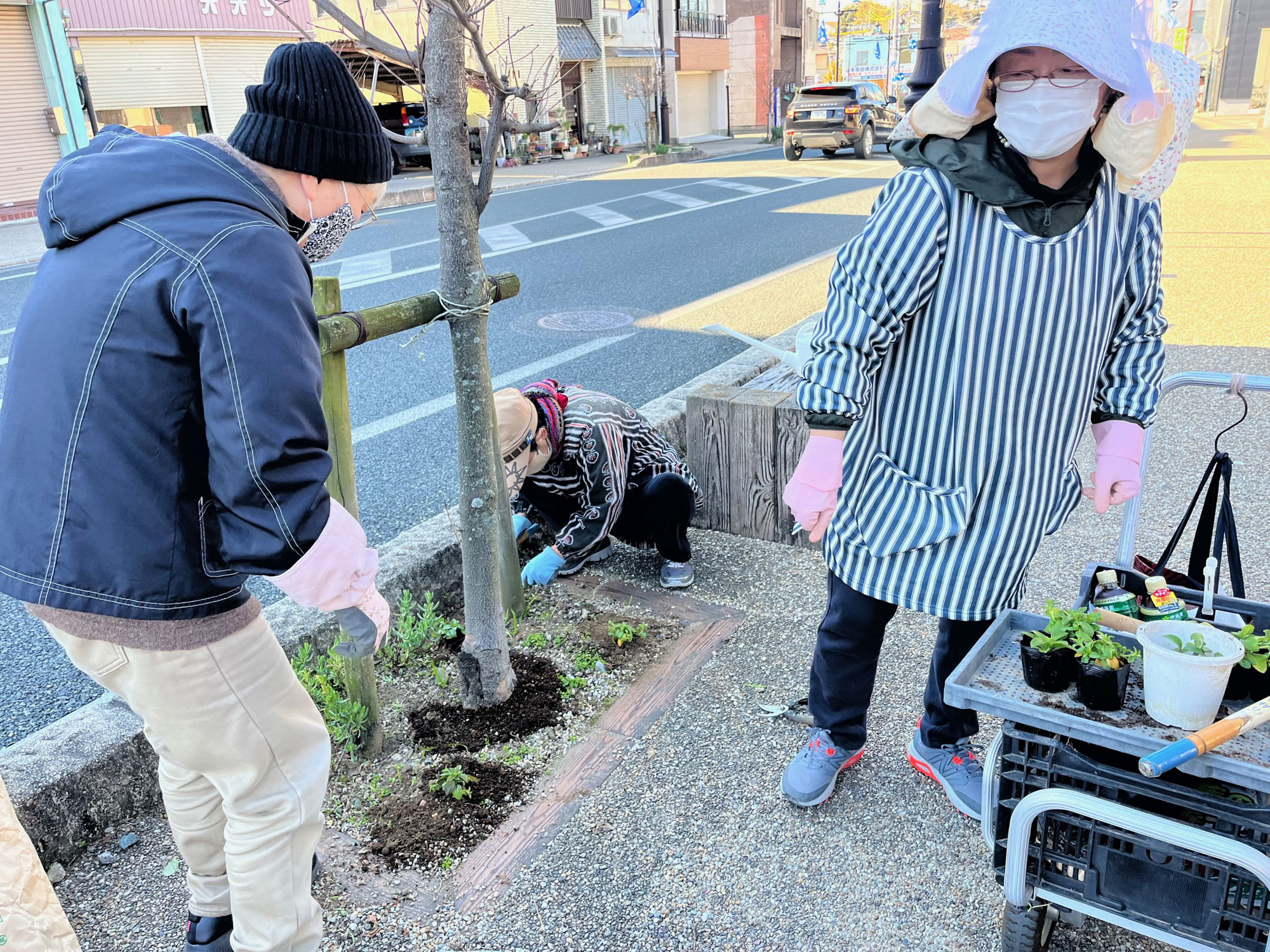 宿場通りに春の芽吹き