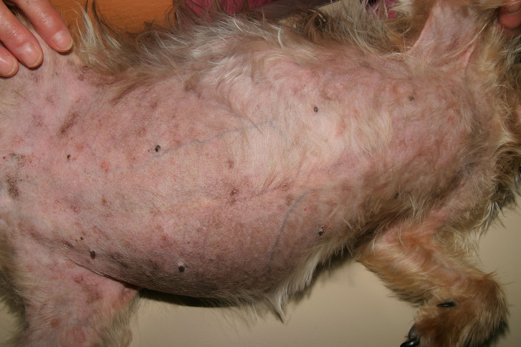 La cortisone chez le chien : Les 9 choses à savoir en 2026