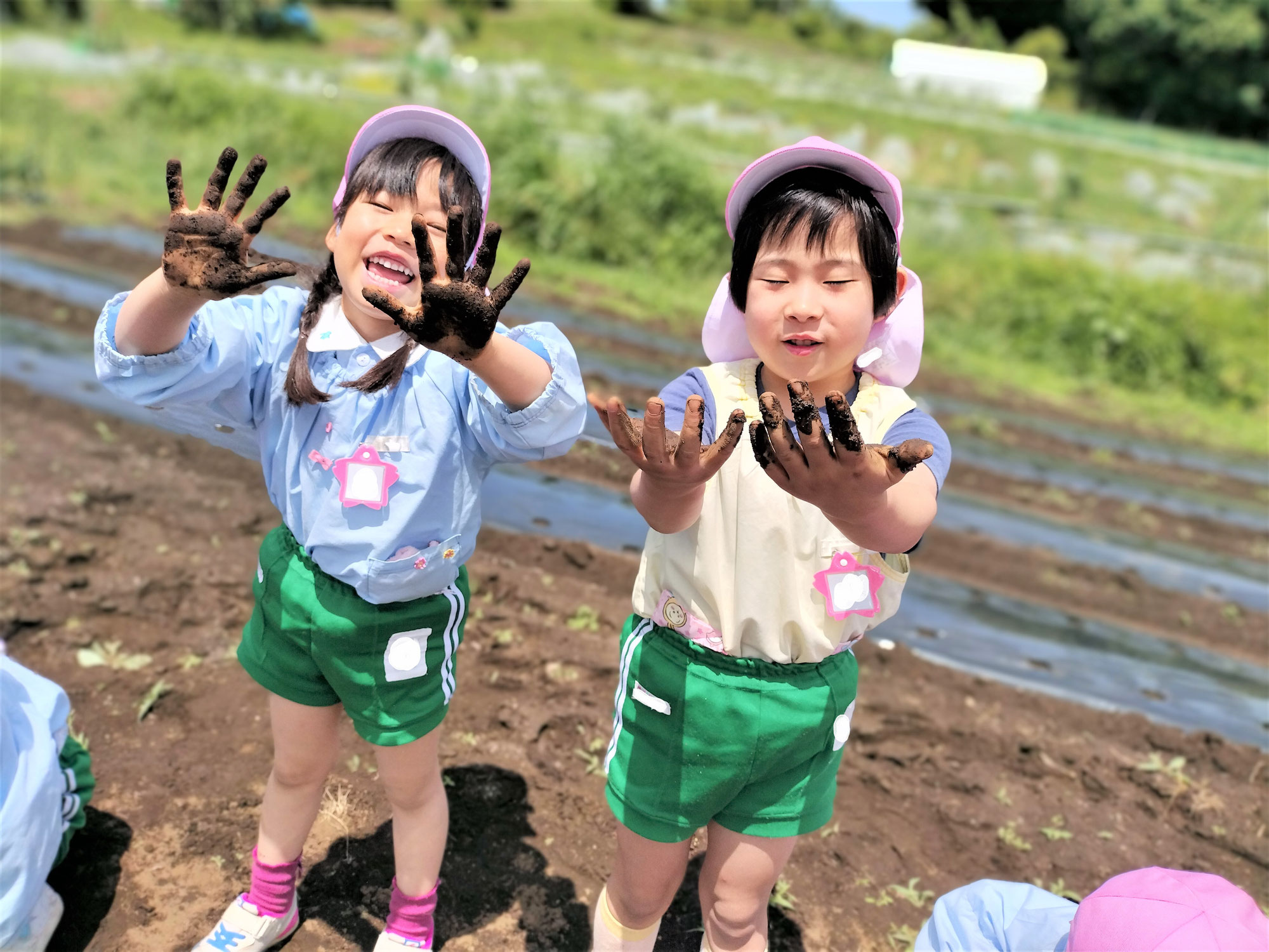 年長　さつまいもの苗植え