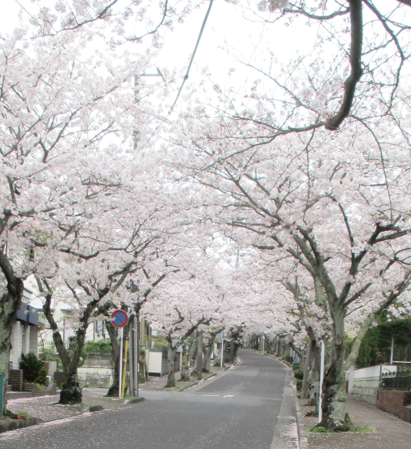 今年の桜は風の如く