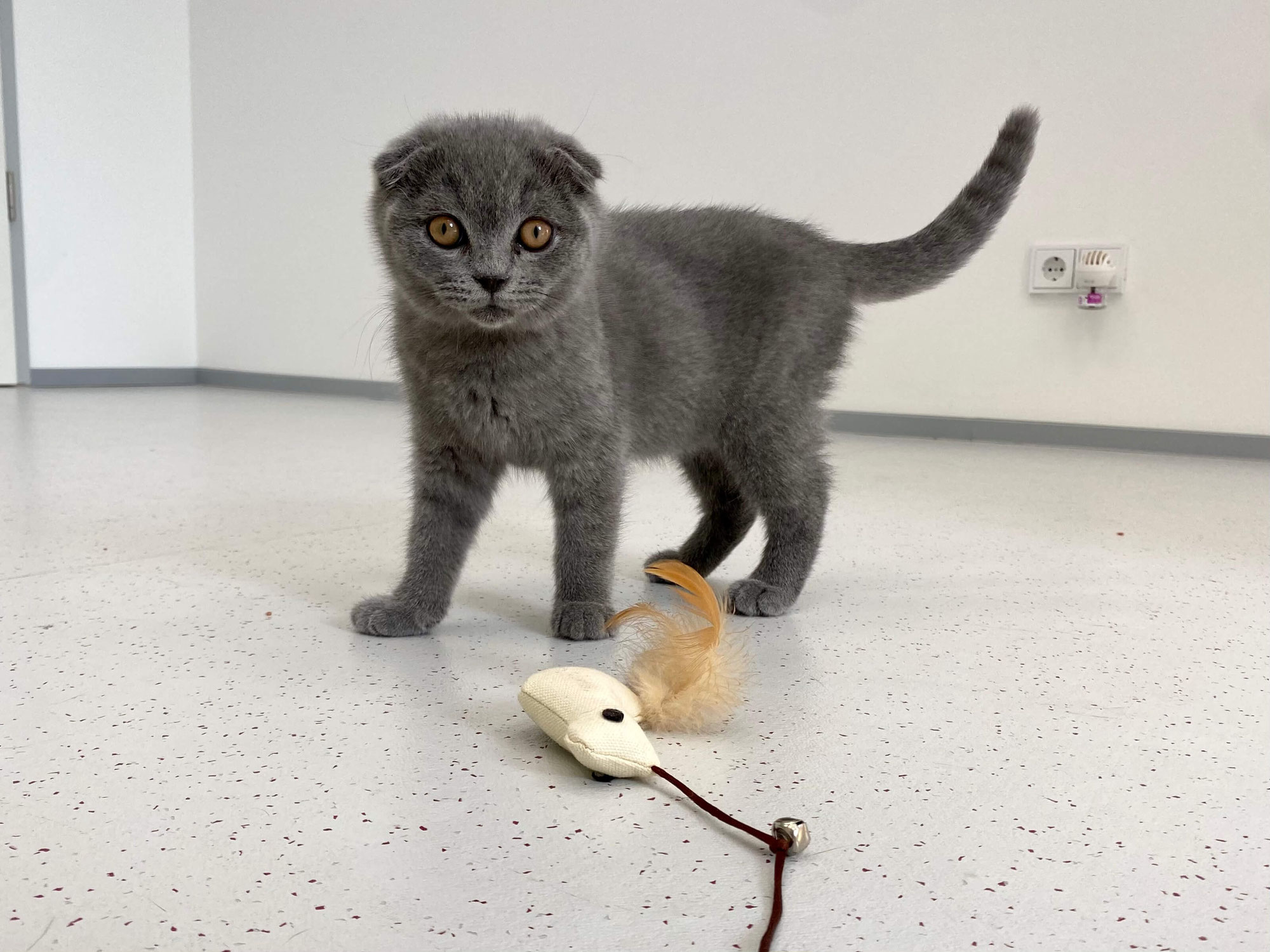 Scottish Fold Katzen, nicht nur niedlich!