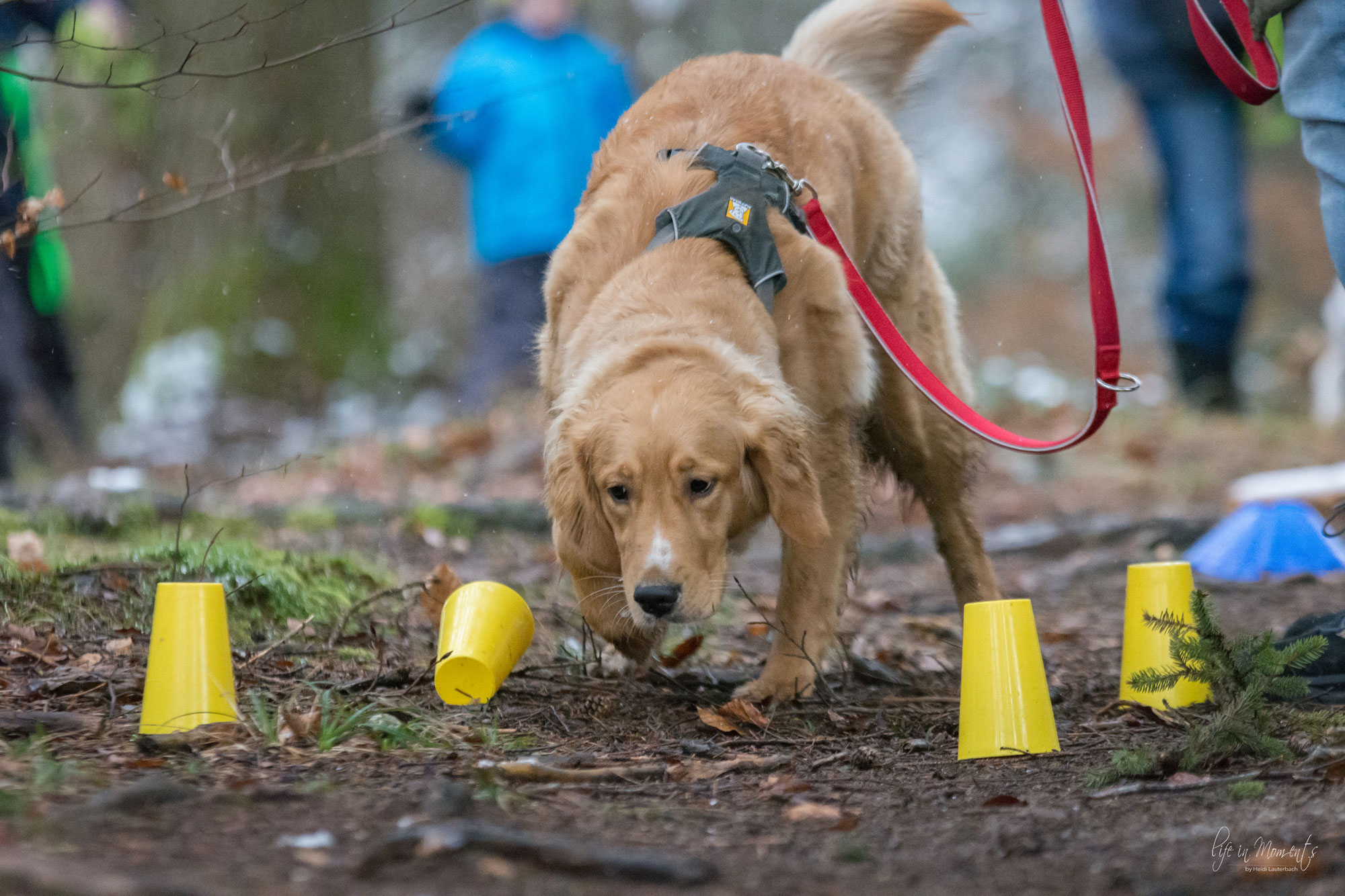 Wie lastet man seinen Hund richtig aus