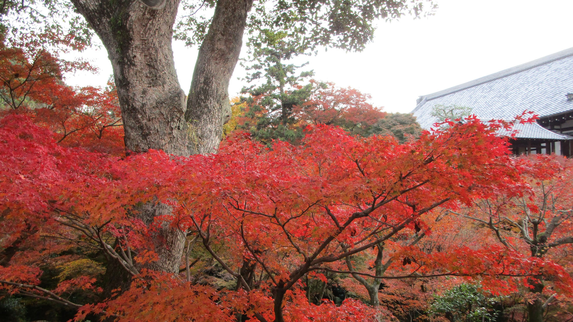 燃え立つような赤色に彩られた東福寺♪♪