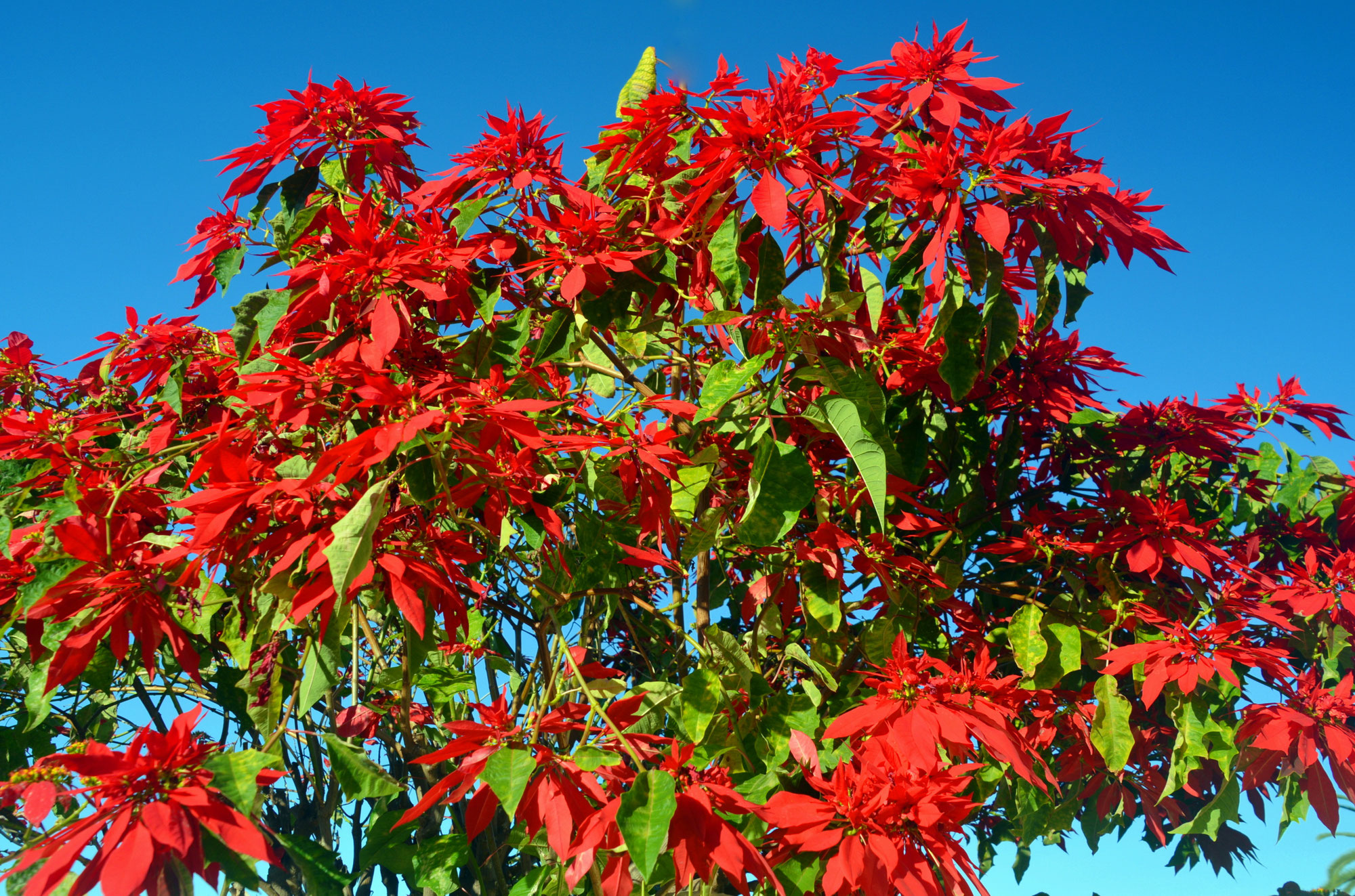 Weihnachtssterne – Flor de Pascua