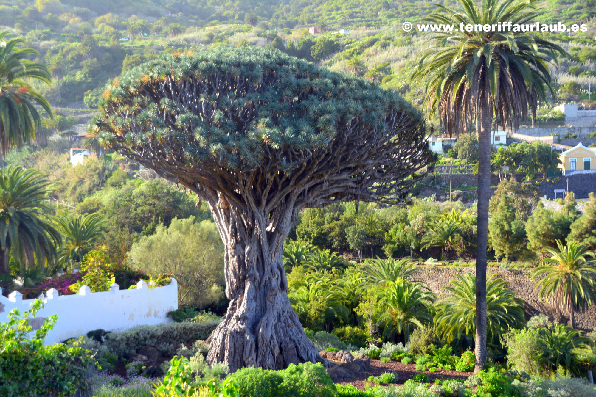 Drachenbaum - Dracaena draco