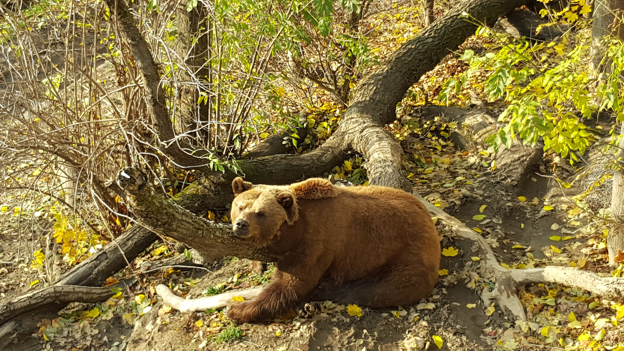 Fosse aux ours à Berne : un animal devenu le symbole d'une capitale et d'un canton