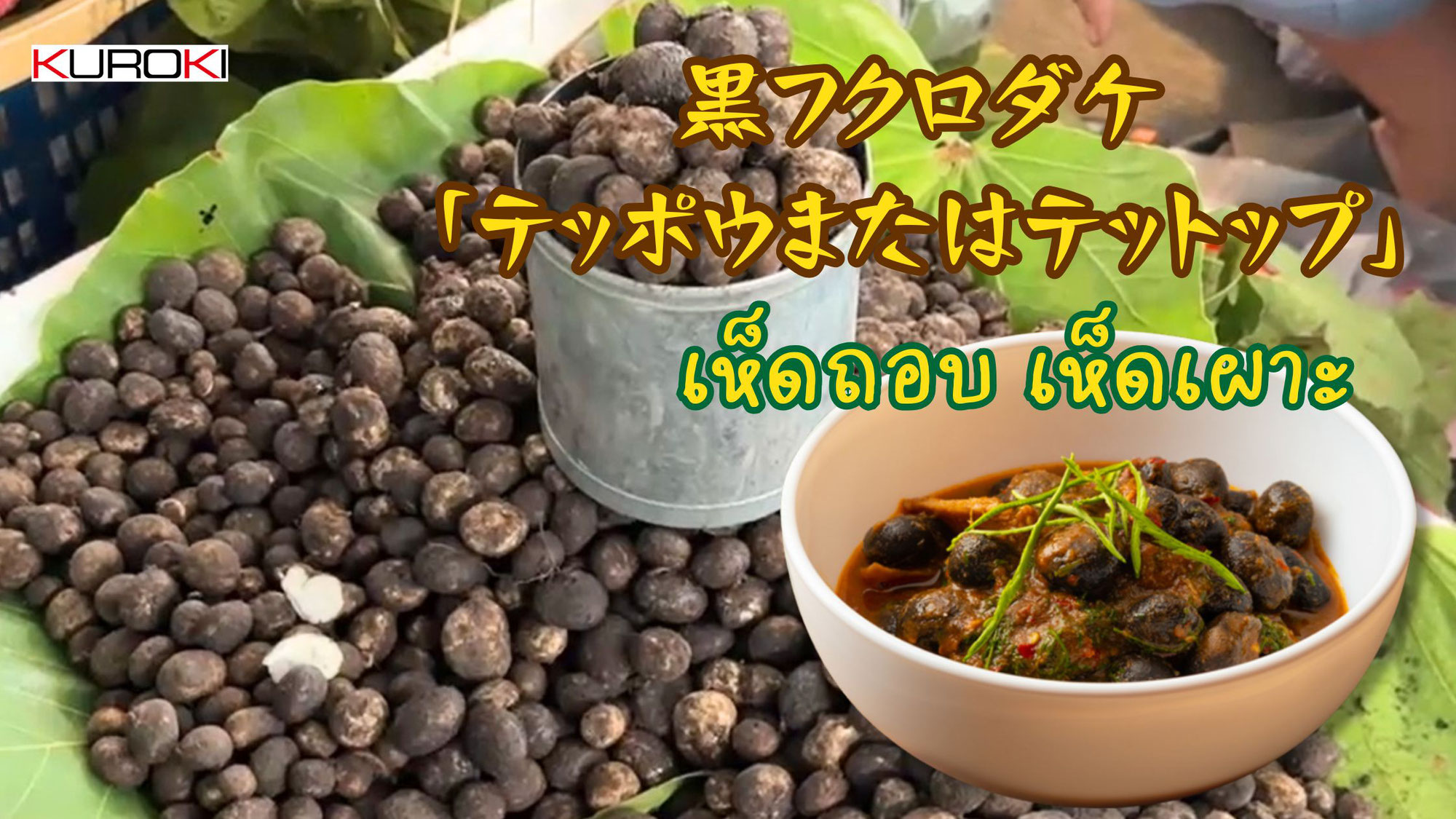 黒フクロダケ　「テッポウまたはテットップ」　เห็ดถอบ