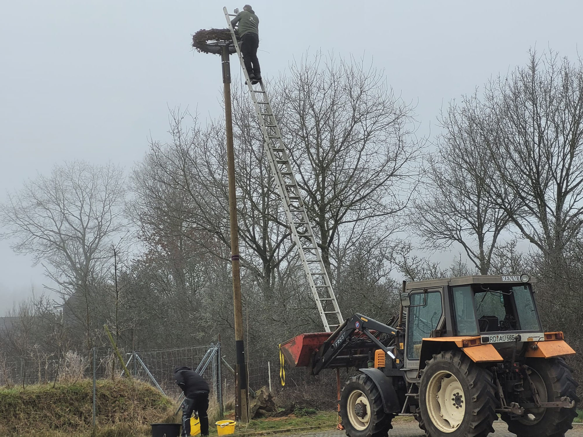 Nestneuaufstellung in Wasbek