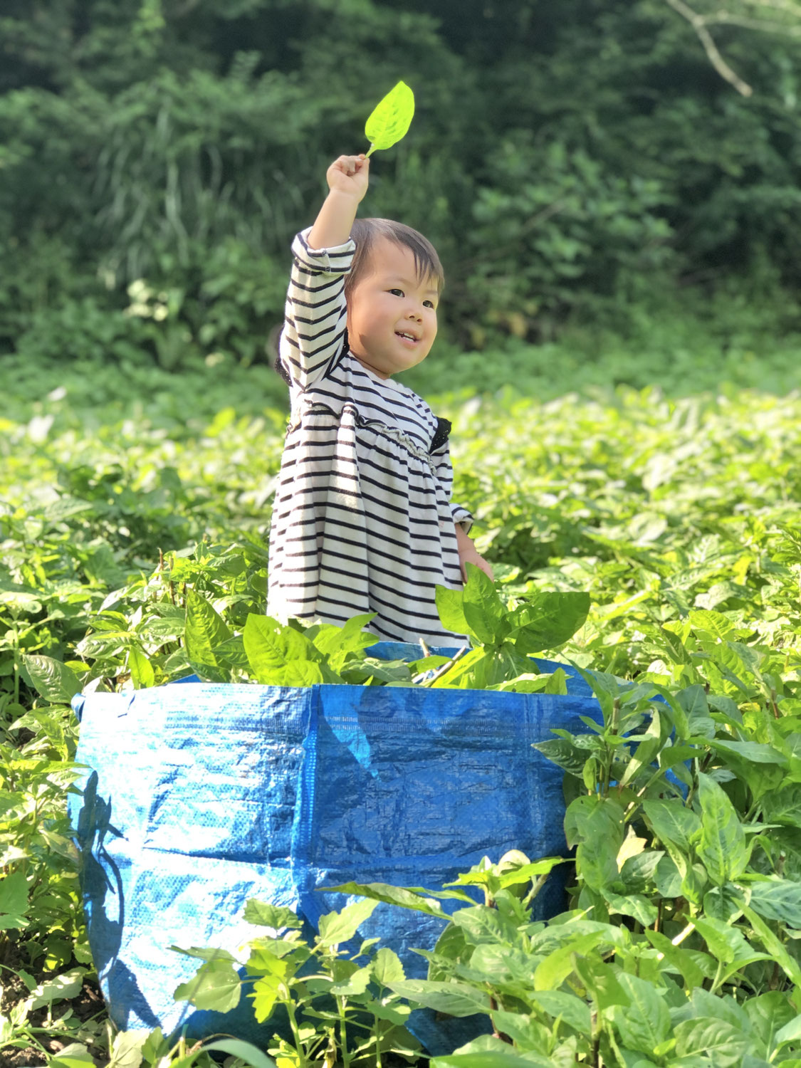 一般個人さまの藍染体験受け入れ休止のお知らせ🌿