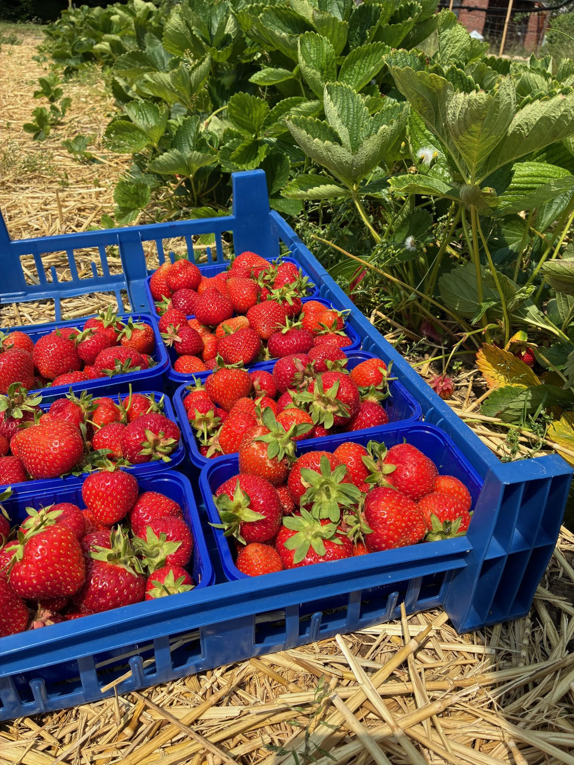 Erdbeeren 2025
