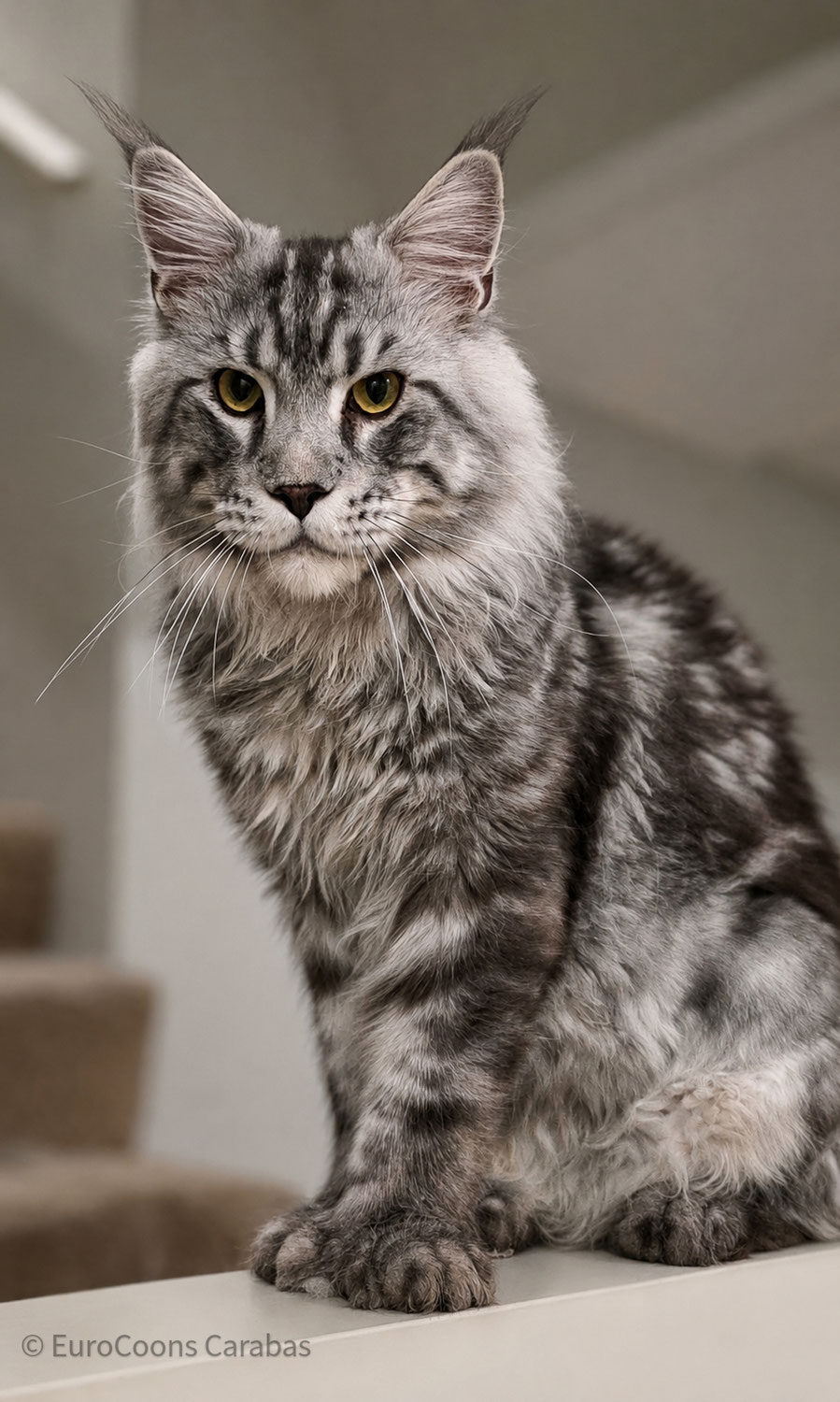 How to Buy Your First Maine Coon Kitten: A Complete First-Time Buyer's Guide