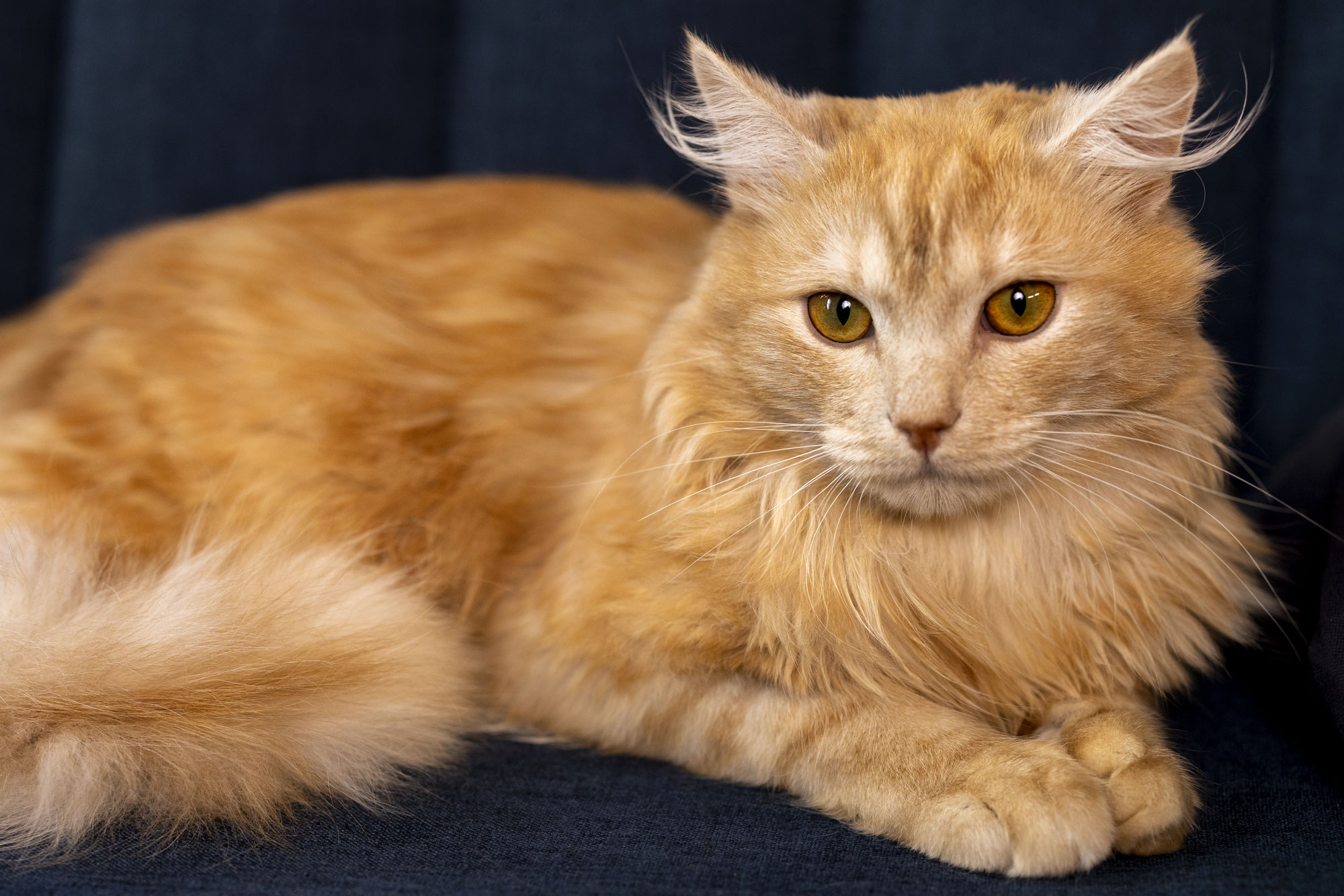 Maine Coon Kittens for Sale in Florida: Complete Buyer’s Guide