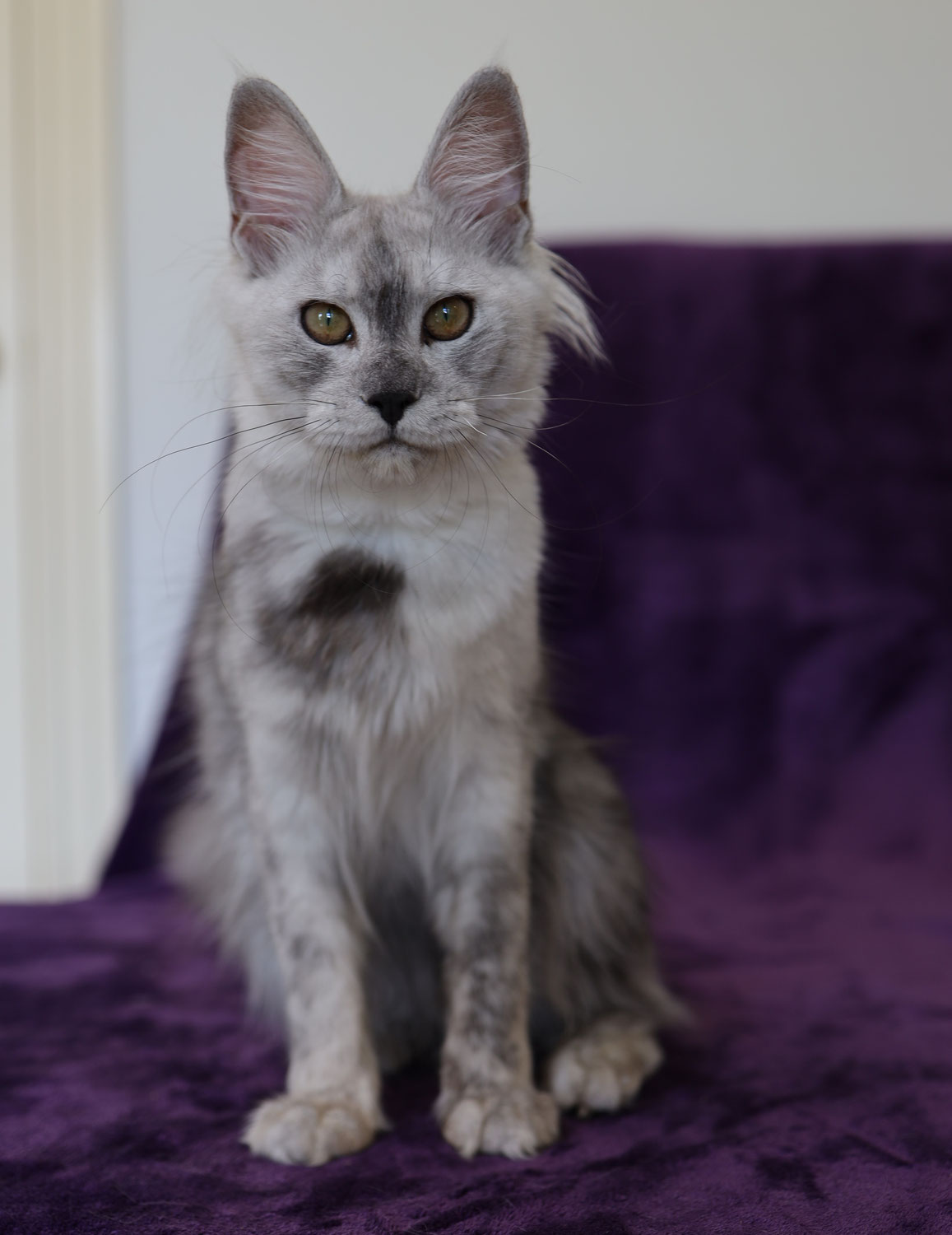 Smoke Maine Coon - The Maine Coon cat with the most beautiful fur in the world