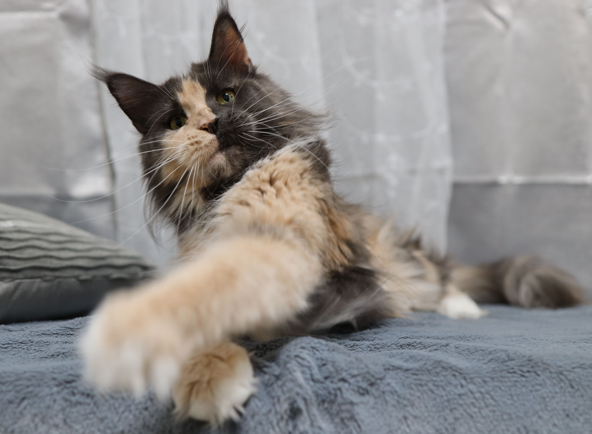 How to Train Your Maine Coon Cat: Tips and Tricks