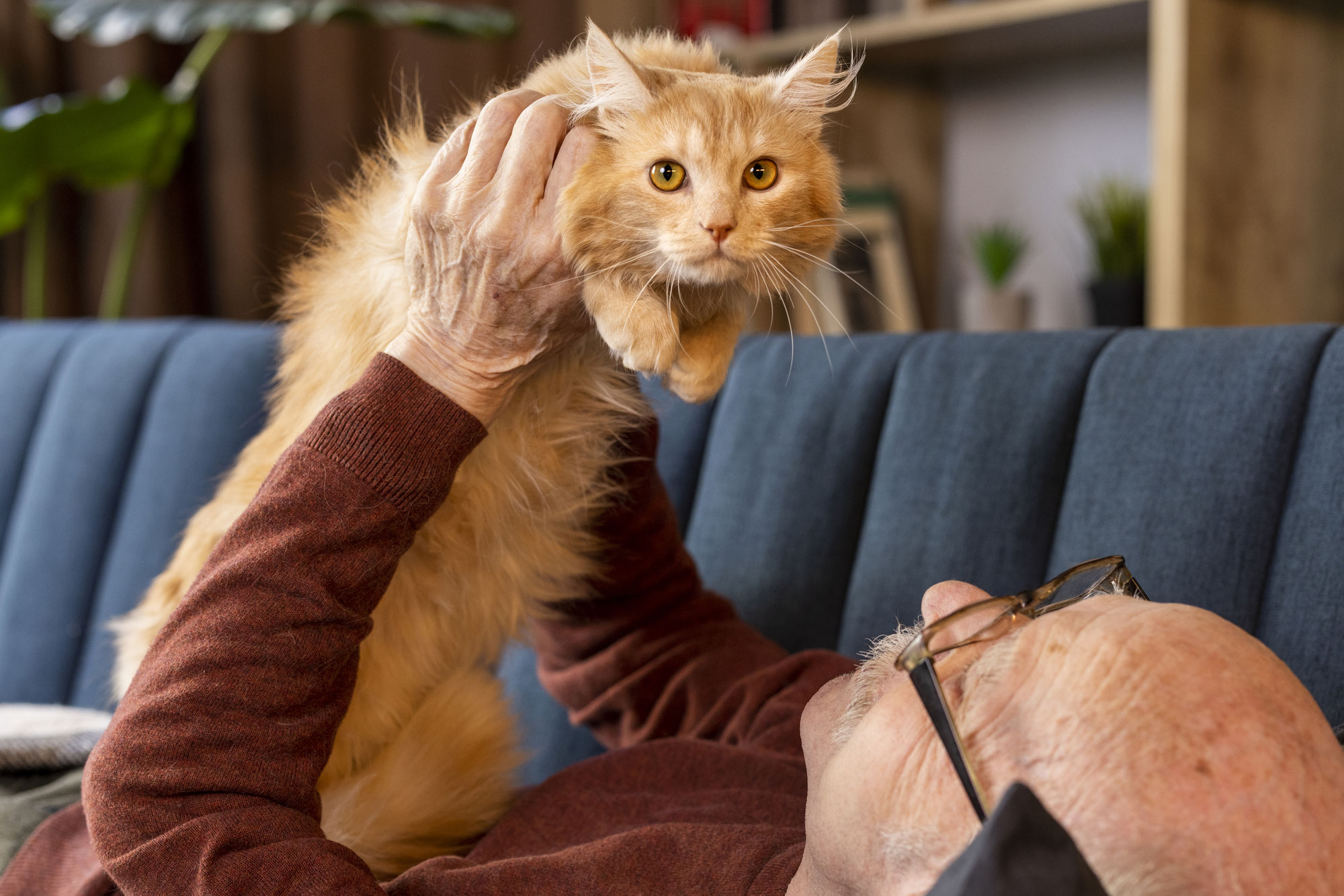 How to Take Care of Your New California Maine Coon Kittens
