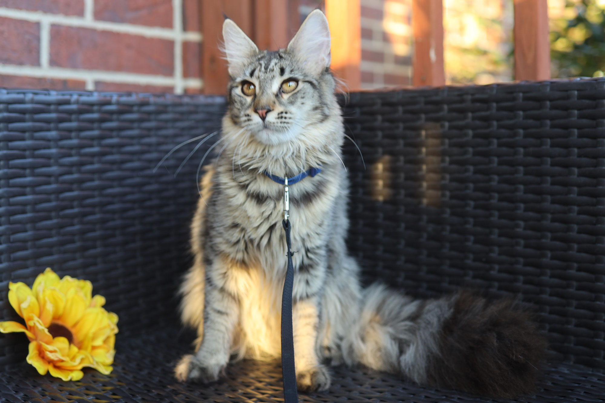 How Much Space do You Need For a Maine Coon Kitten?