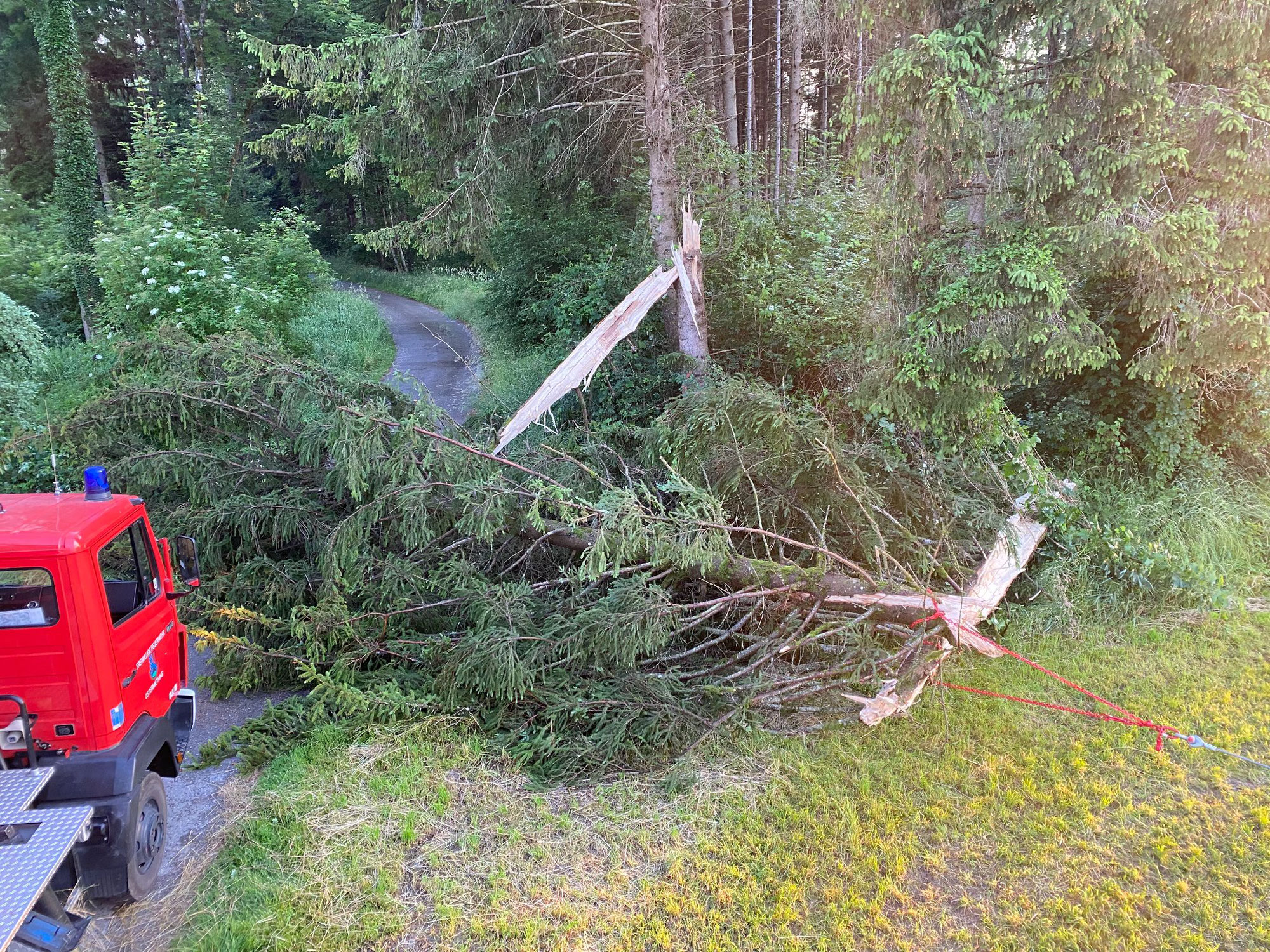 Baum über Straße