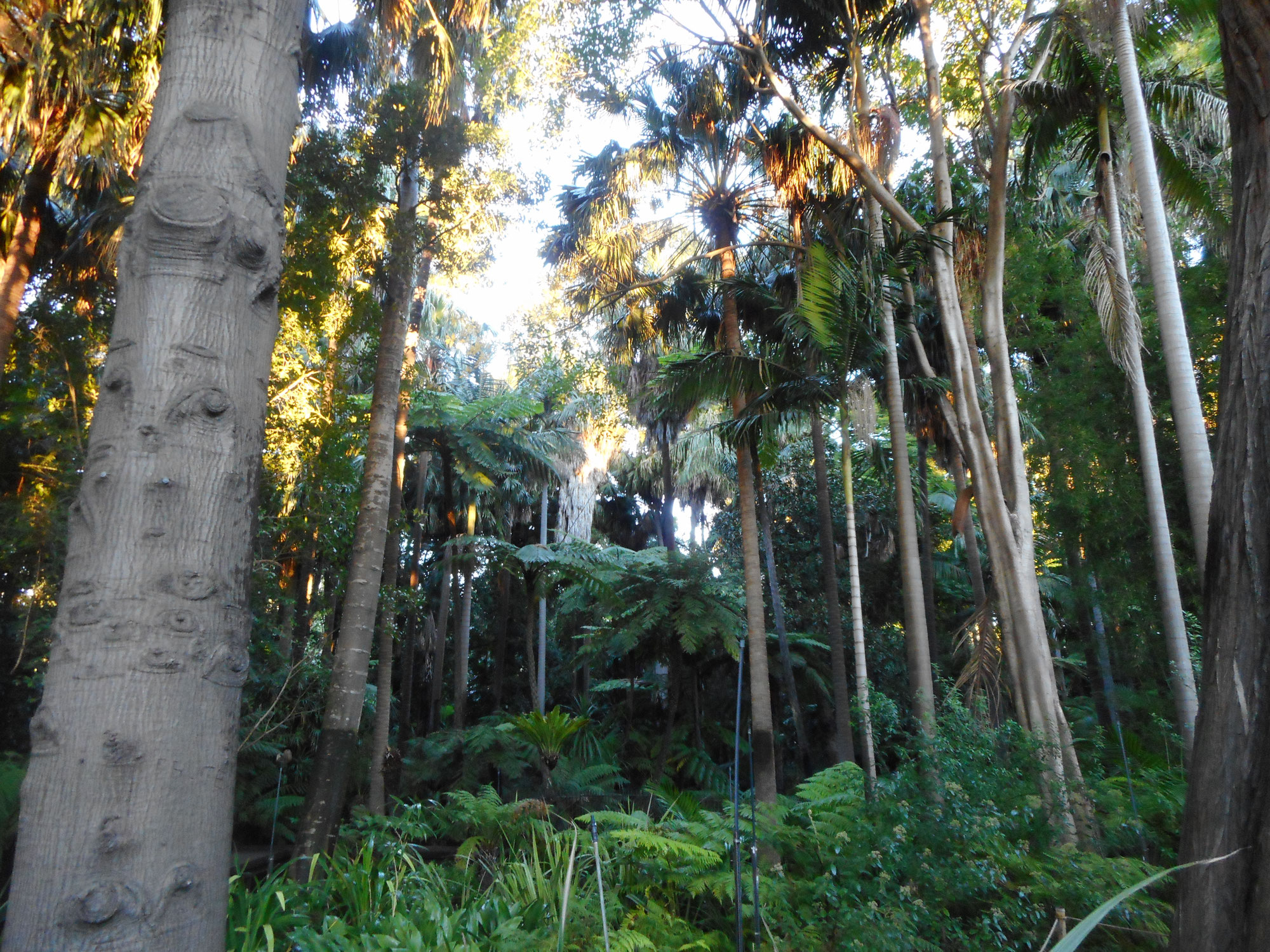 Quick Respite in Melbourne's Fern Gully