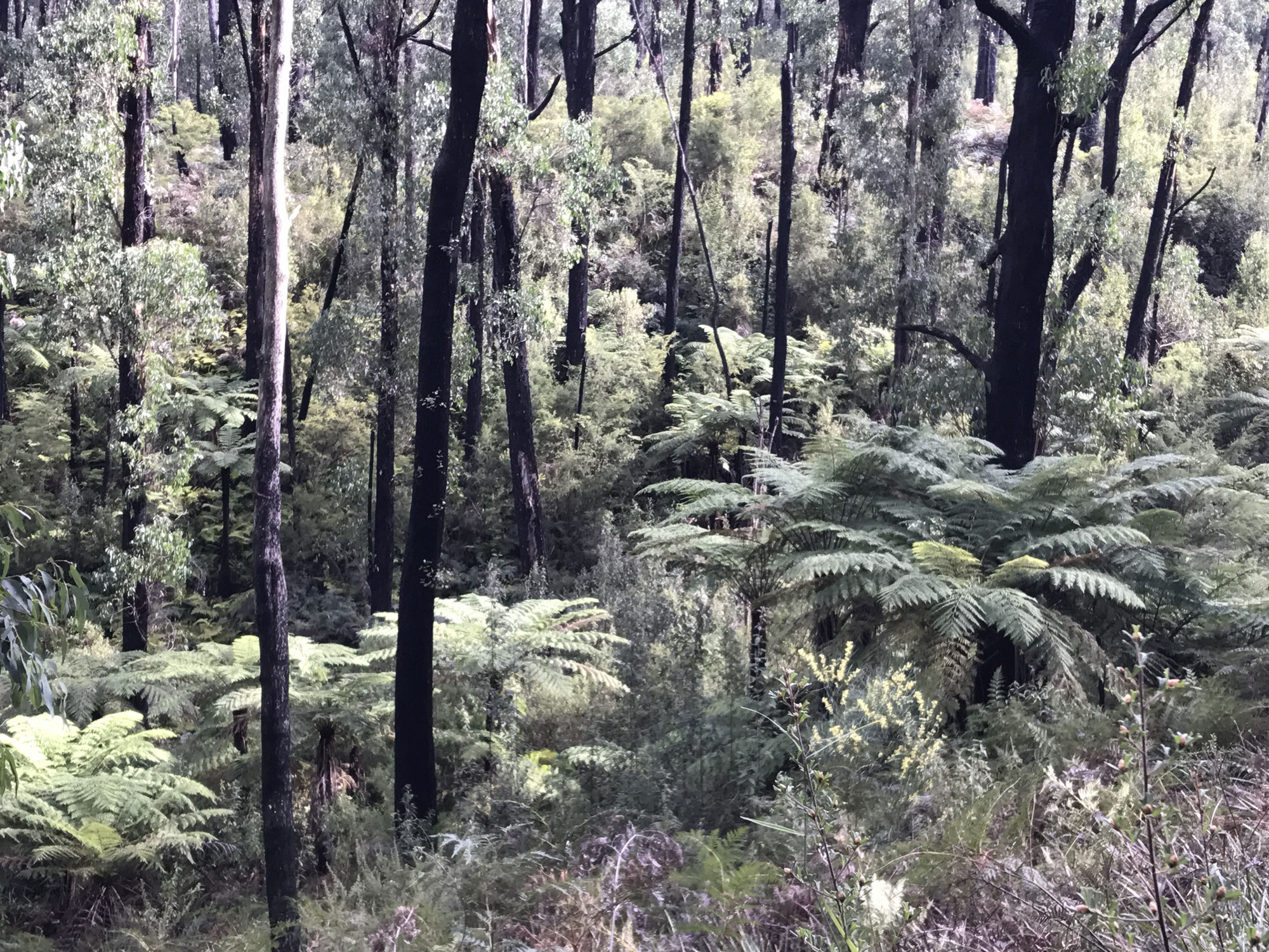 Lyrebird Forest Walk