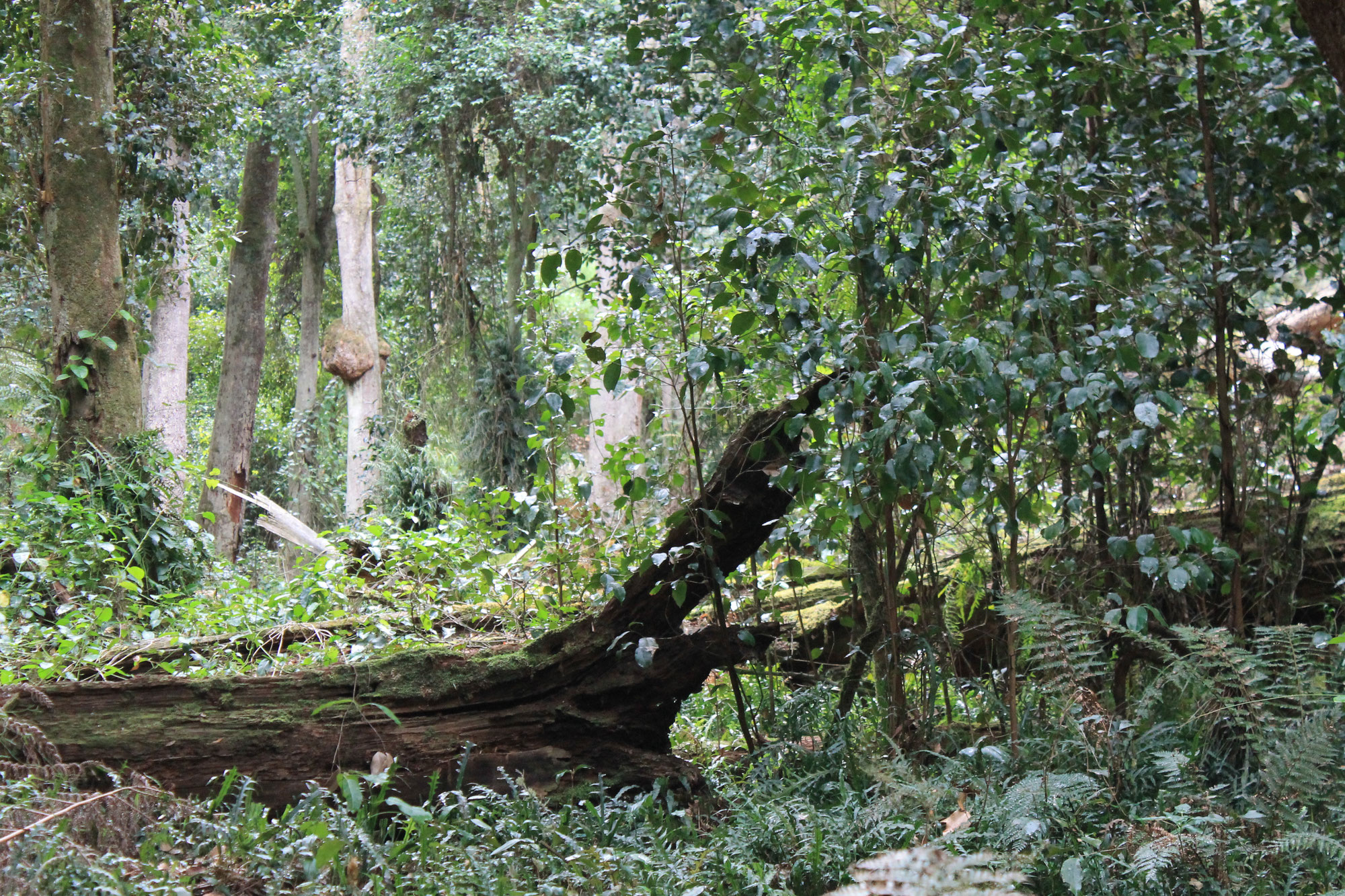 Frolicking in the Fairy Dell