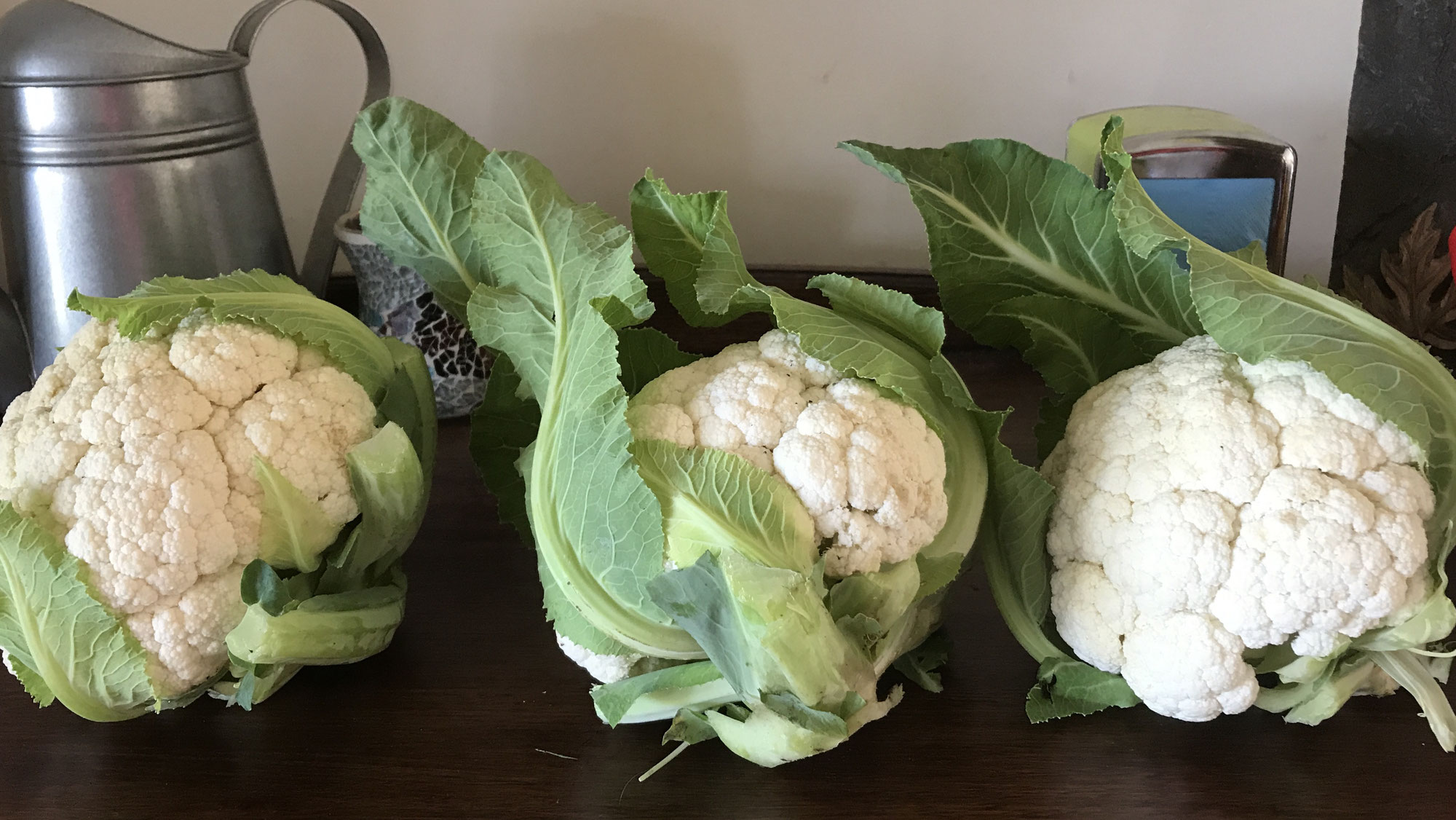 Snowball Cauliflower in the Winter garden.