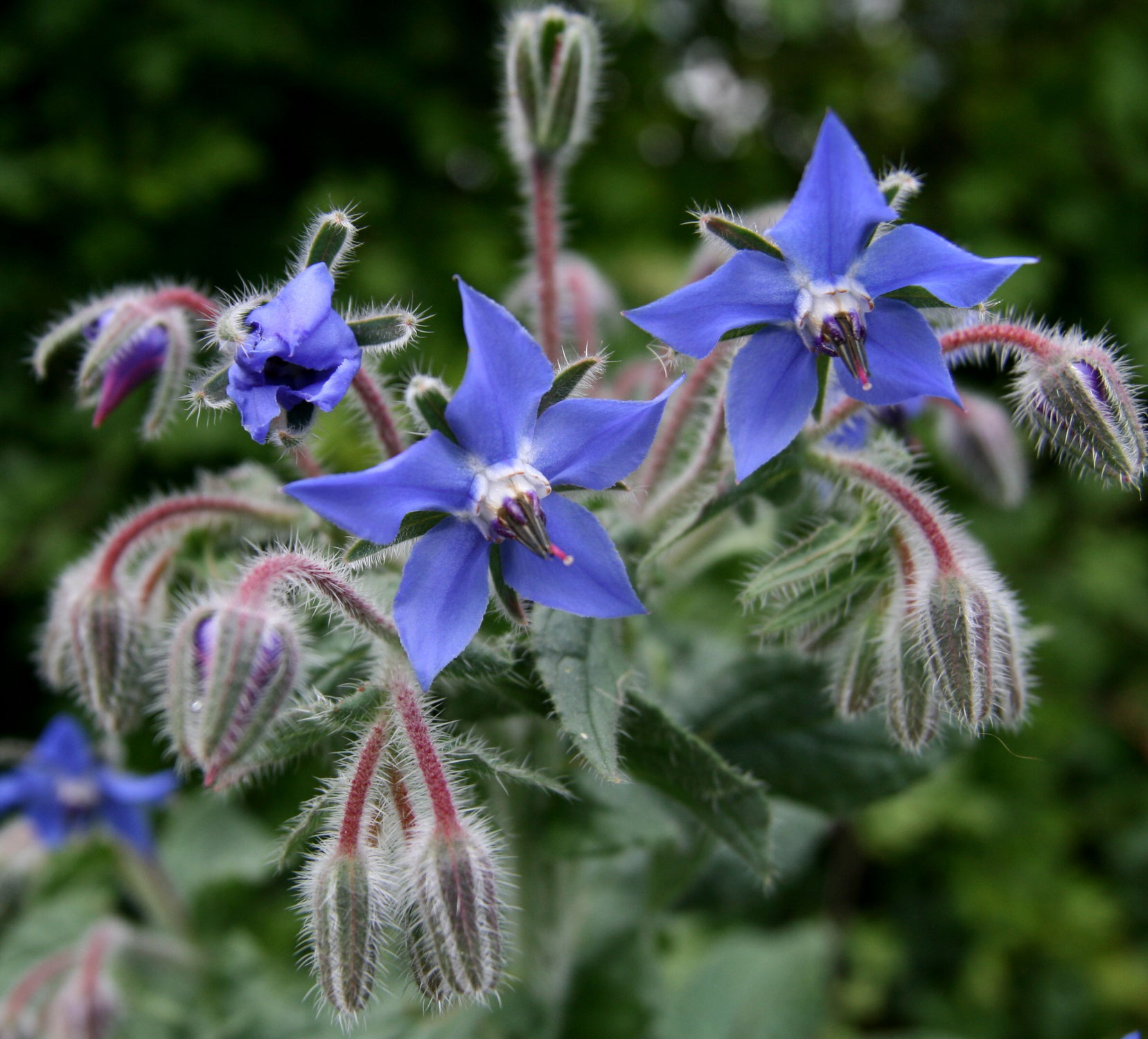 Borage Bounty