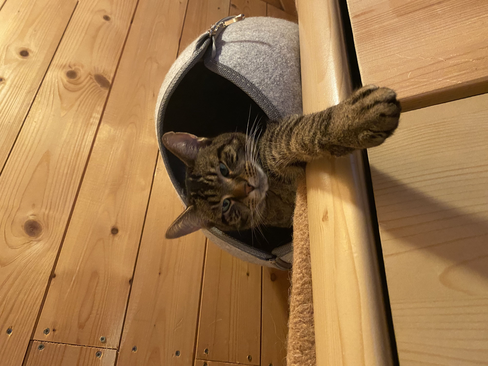 Katzenpension mit Freigehege oder Betreuung zu Hause – was passt wirklich zu euch?