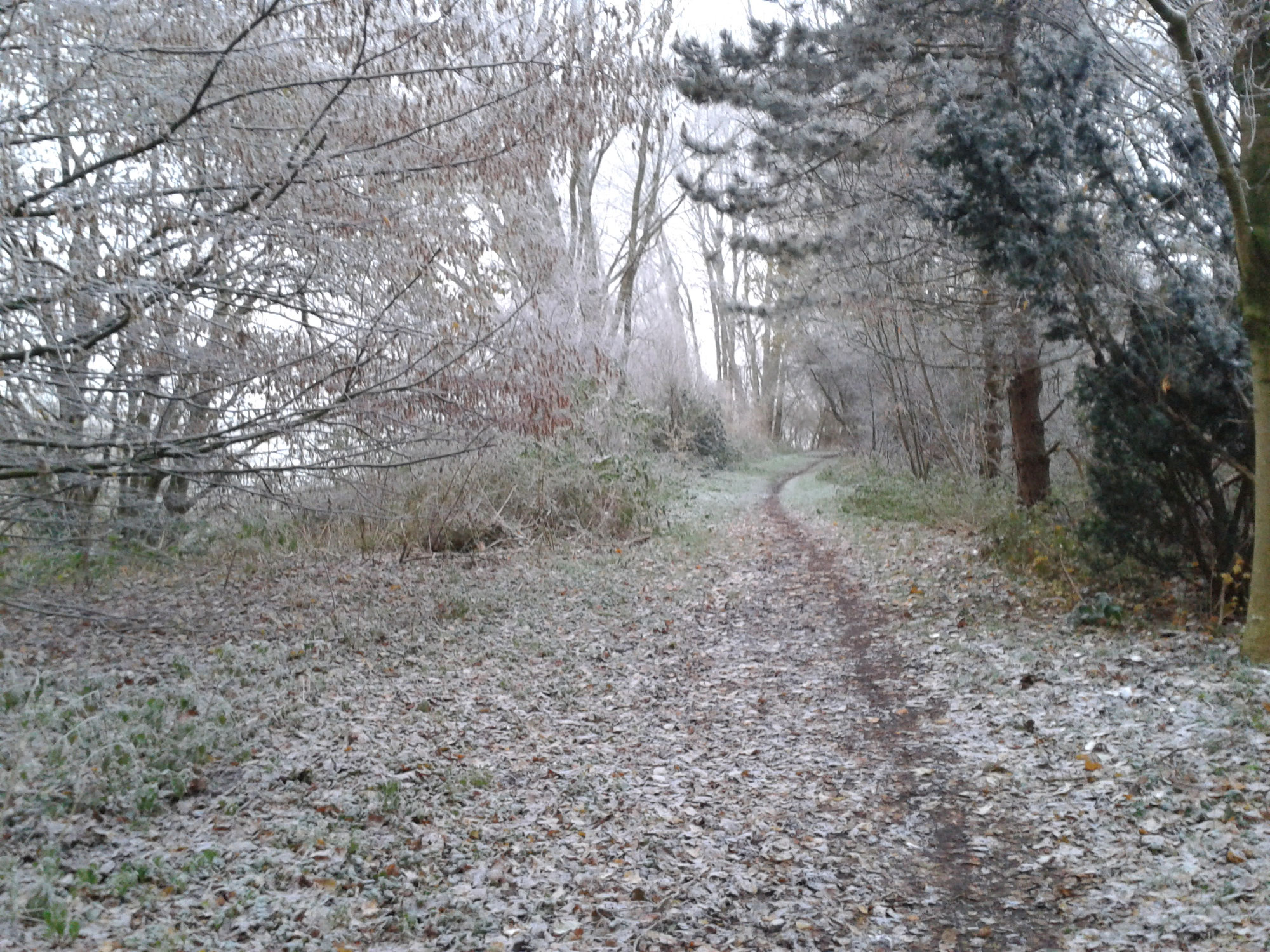 Dorf