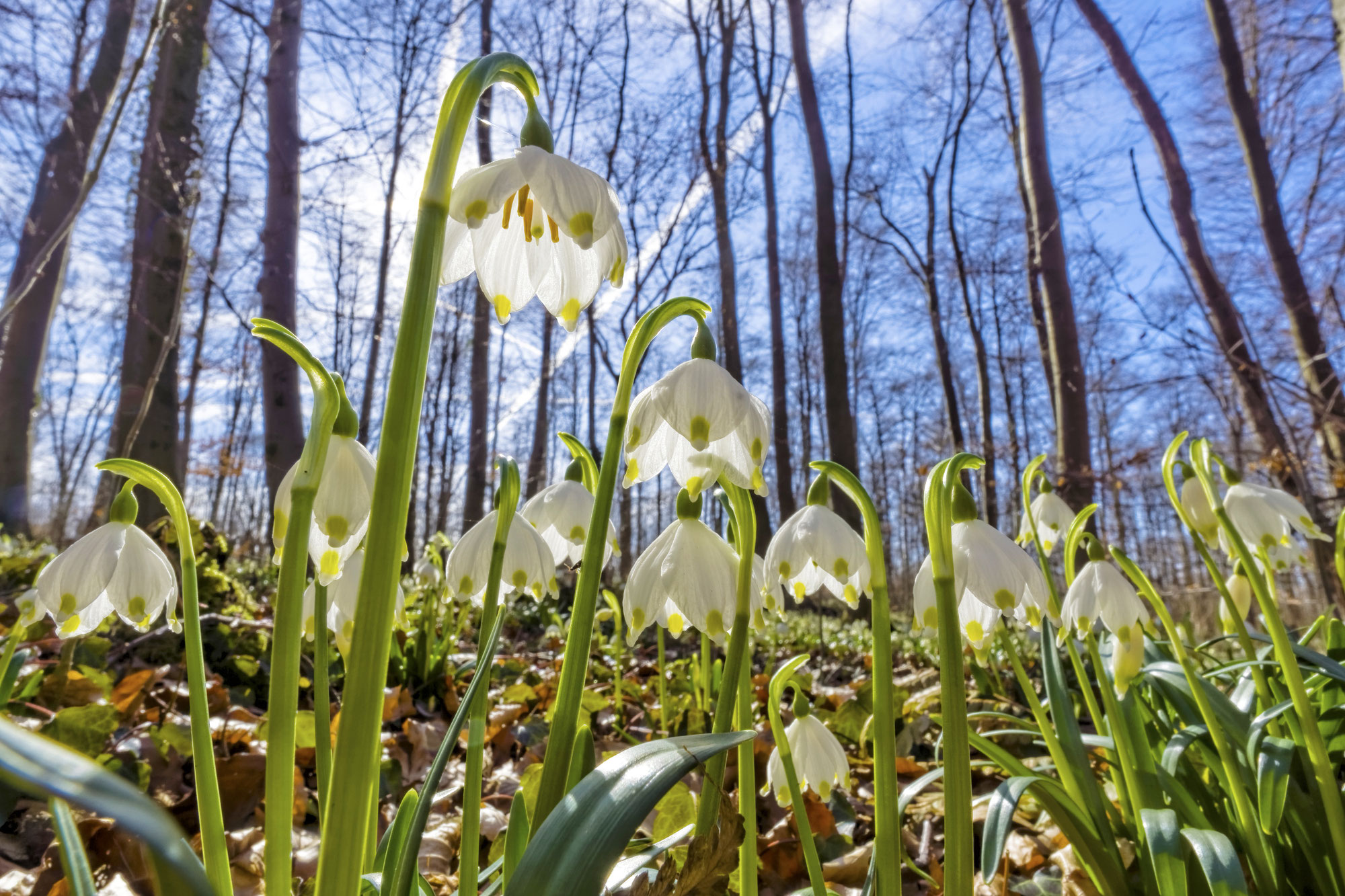 Märzenbecher bei Ettenstatt – Ausflugsziel am Brombachsee im Frühling