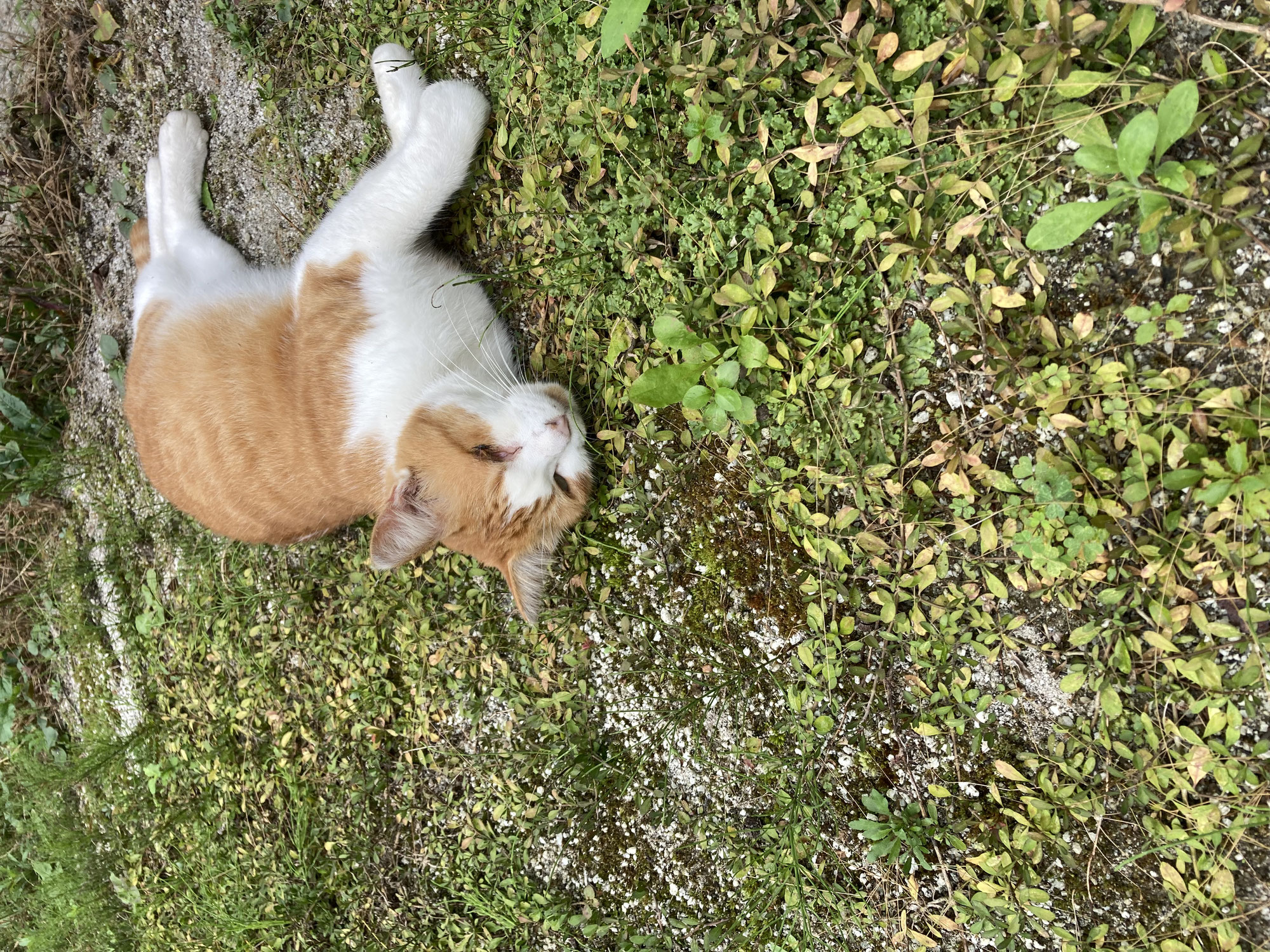 クラピアを植えてみた５～クラピア成長日記