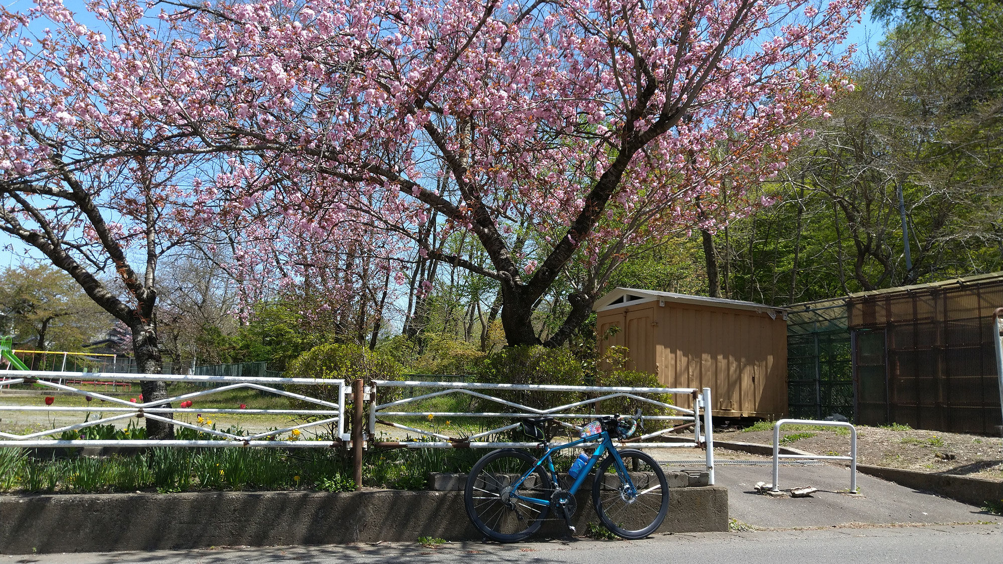 私のお花見　2026　②