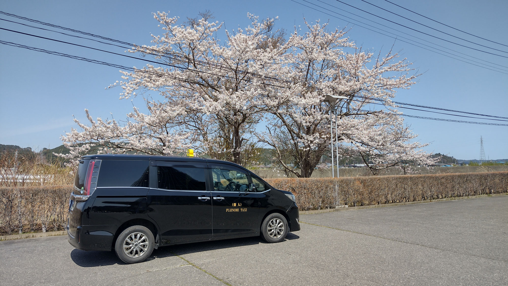 私のお花見　2026　①