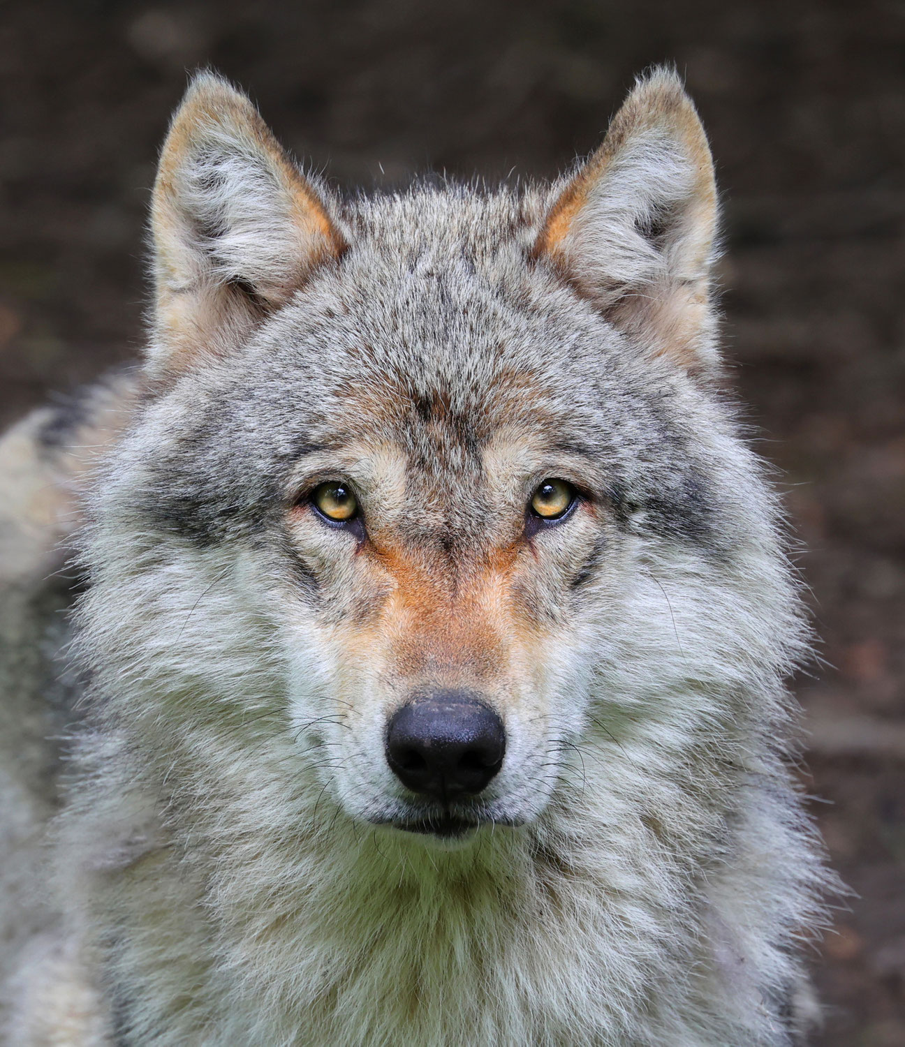 De wolf