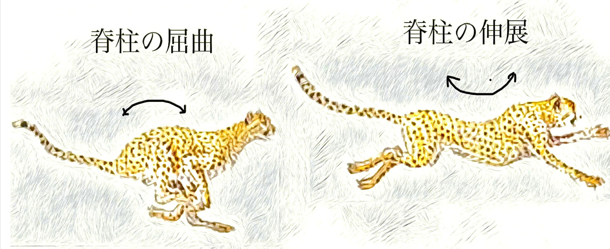人の中に眠るチーターの動き