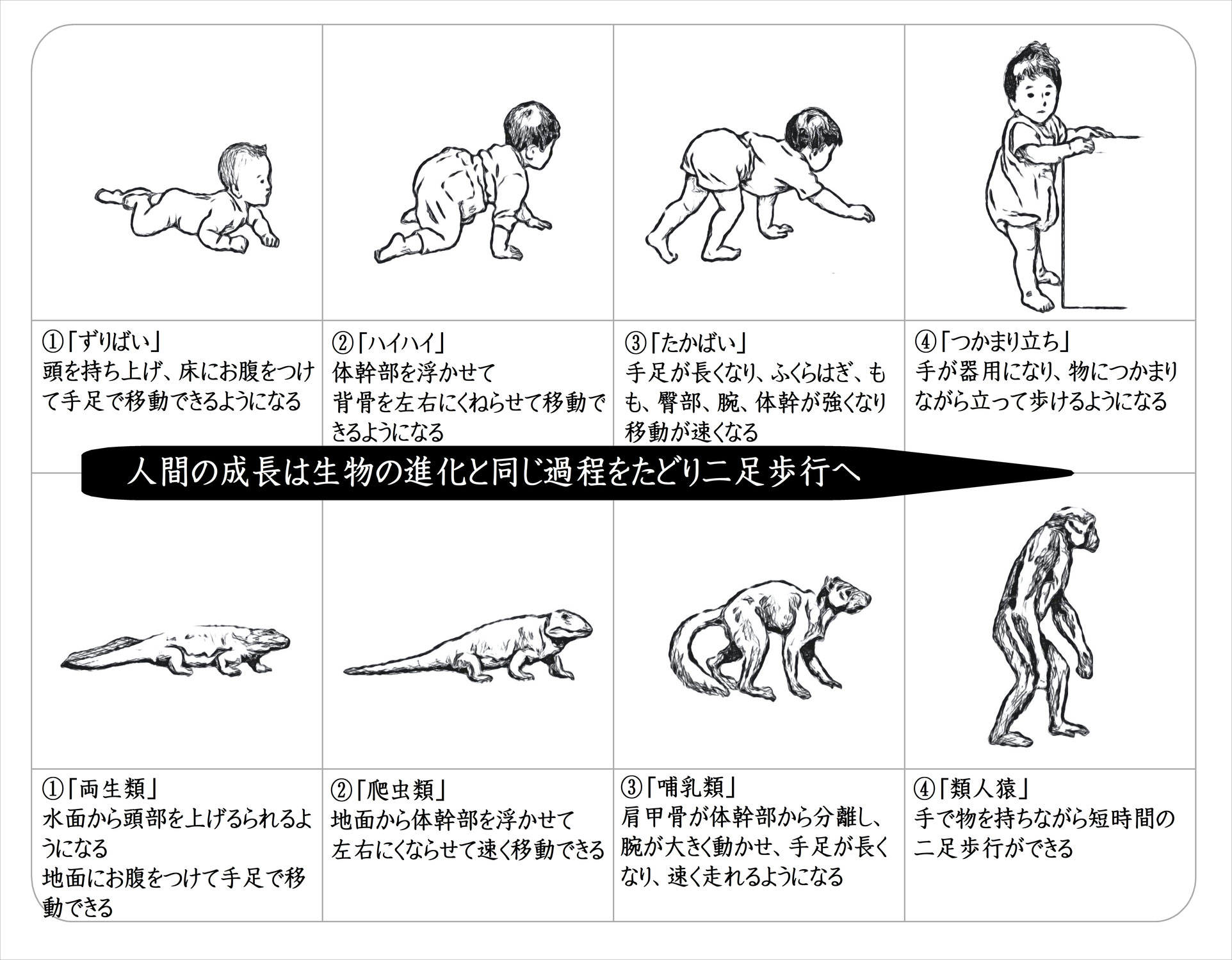 人間の成長と生物進化
