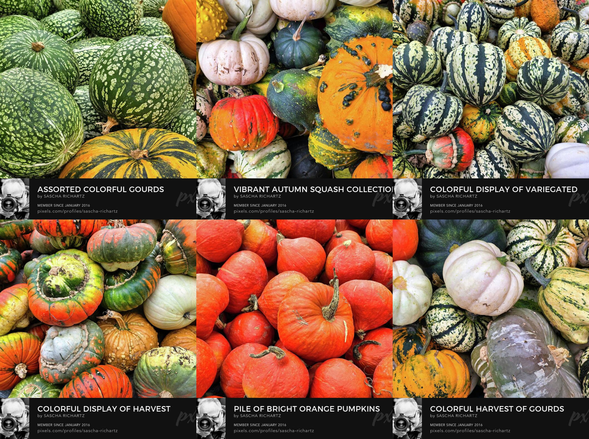 Der Kürbis – mehr als nur Herbstsymbol