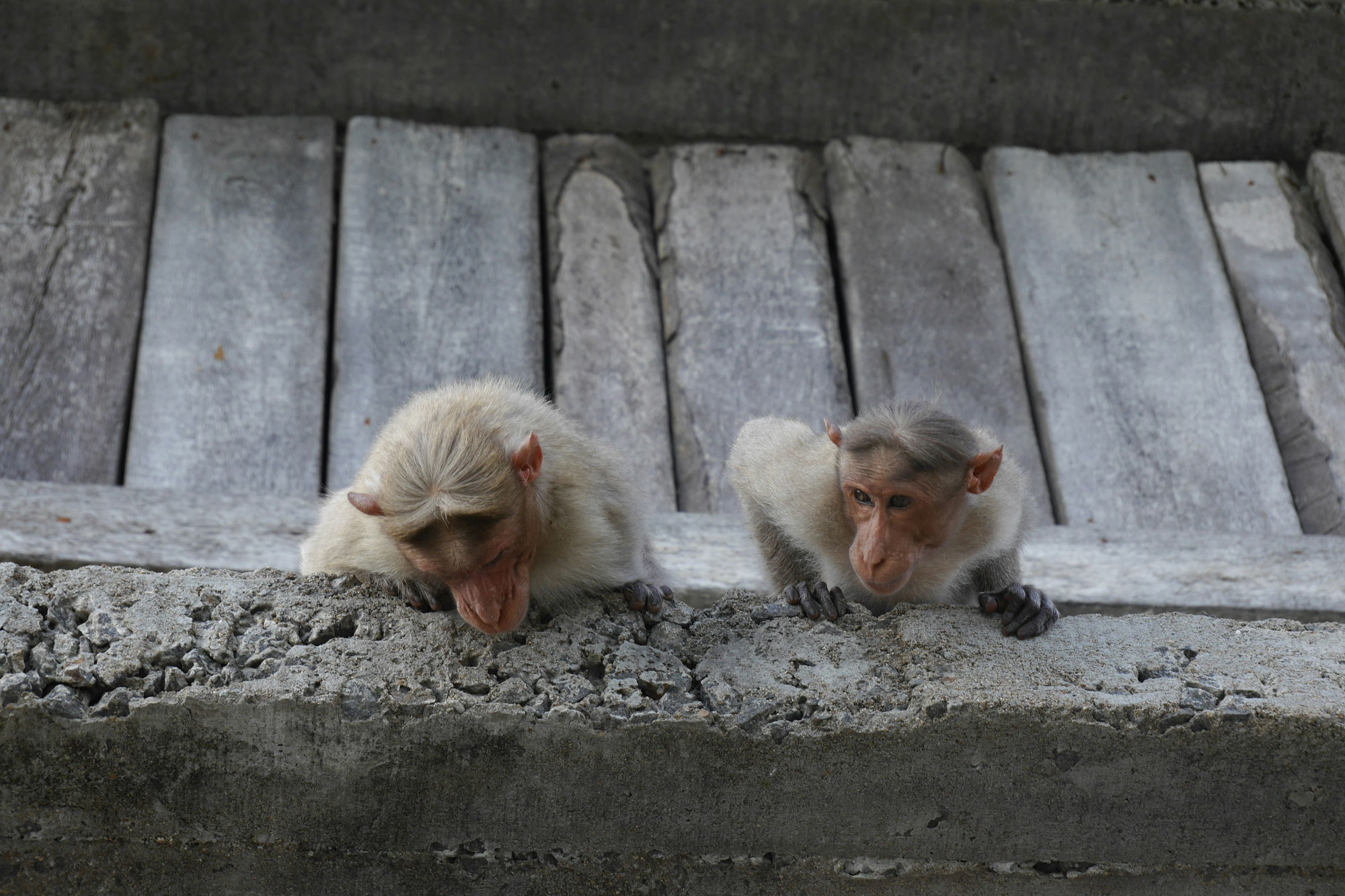Wer oder was sind Flying Monkeys?