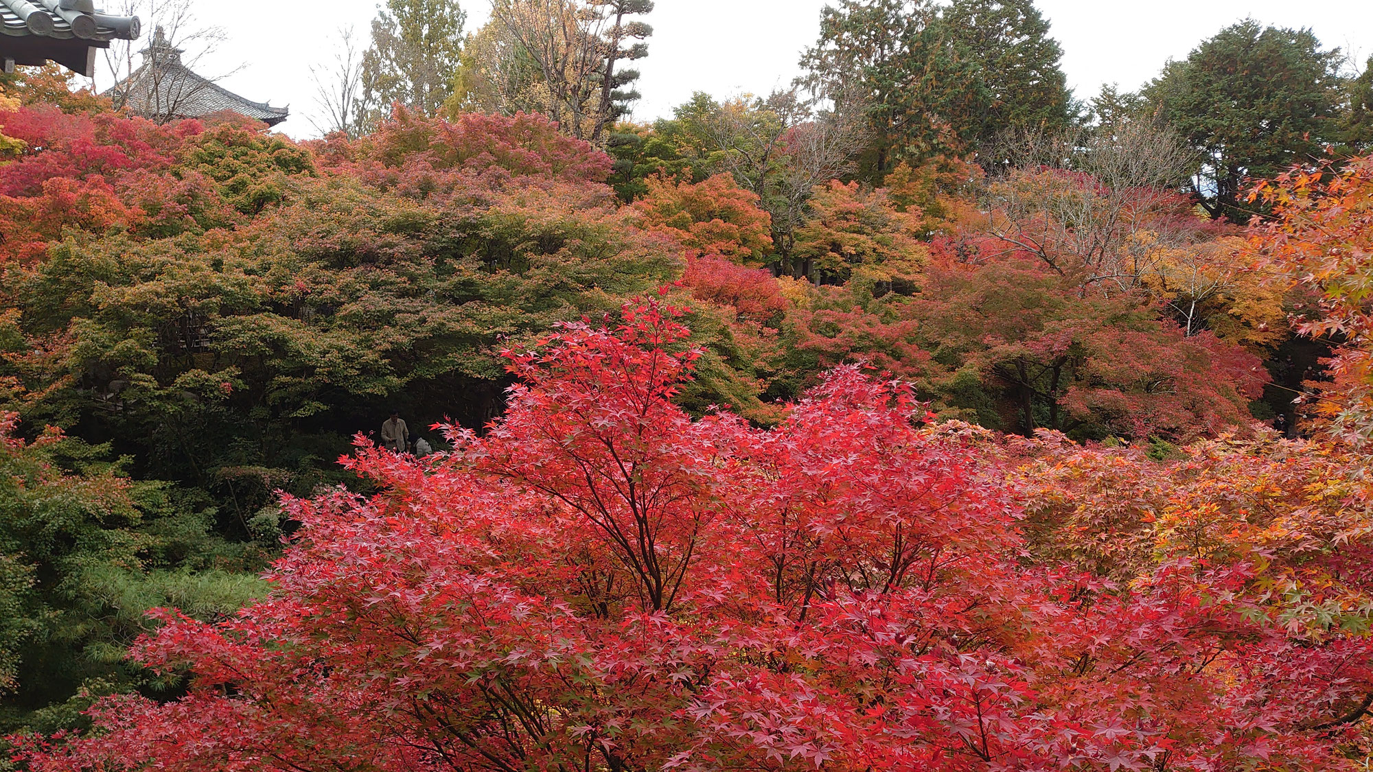 秋の京都東福寺
