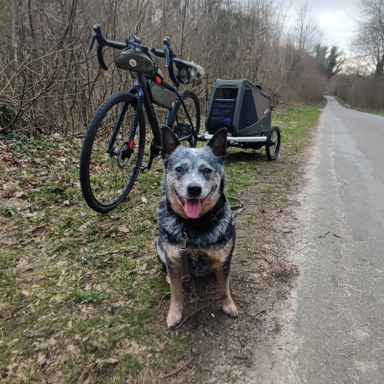 Bikepacking with a dog?