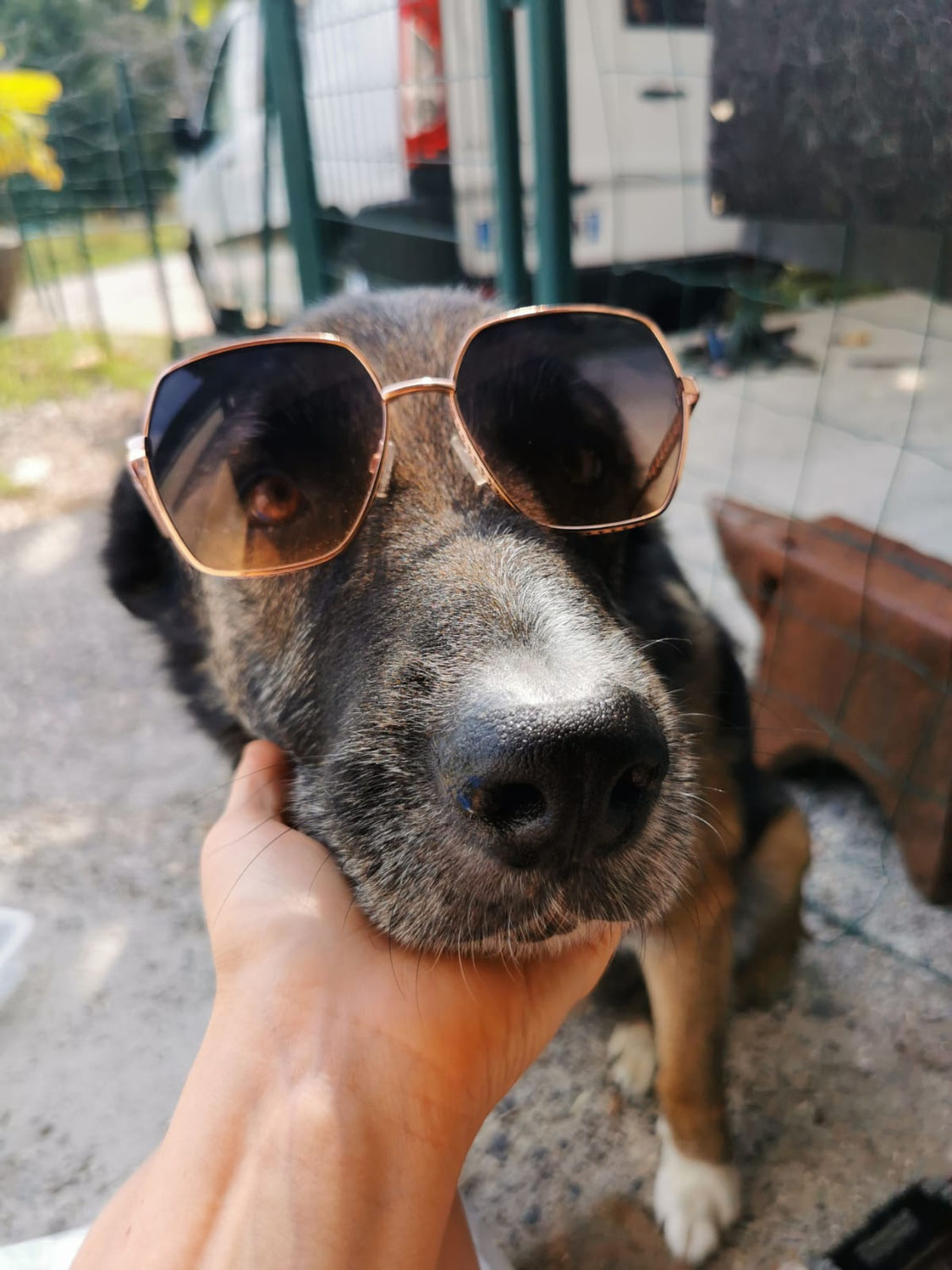 Mon chien n'est pas câlin