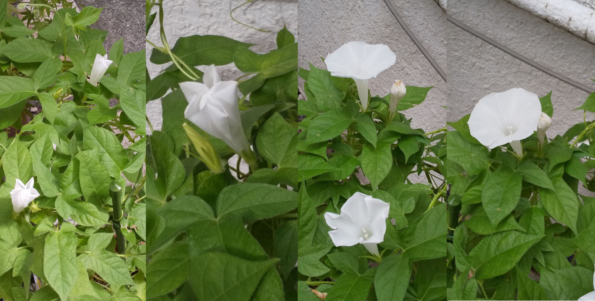 少し前になりますが・・・