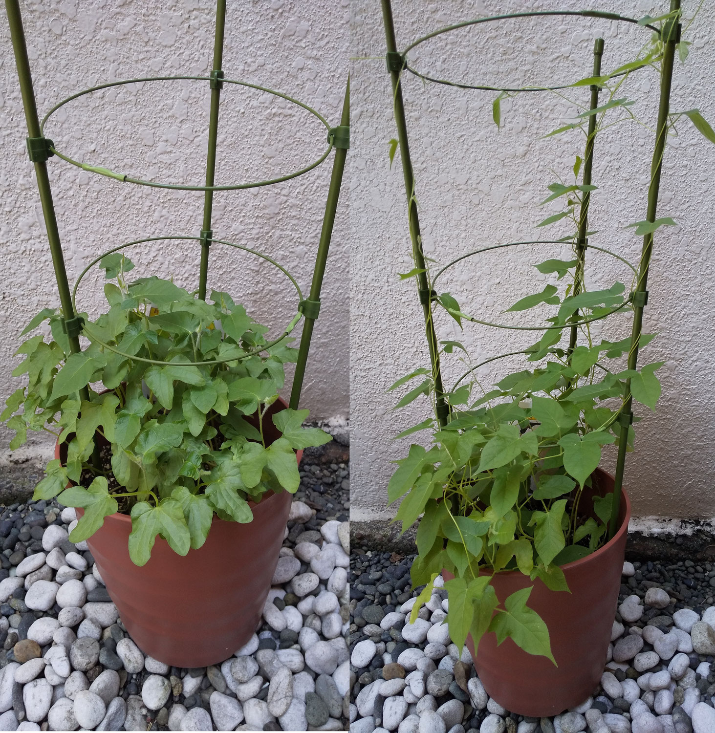 暑中お見舞い申し上げます。