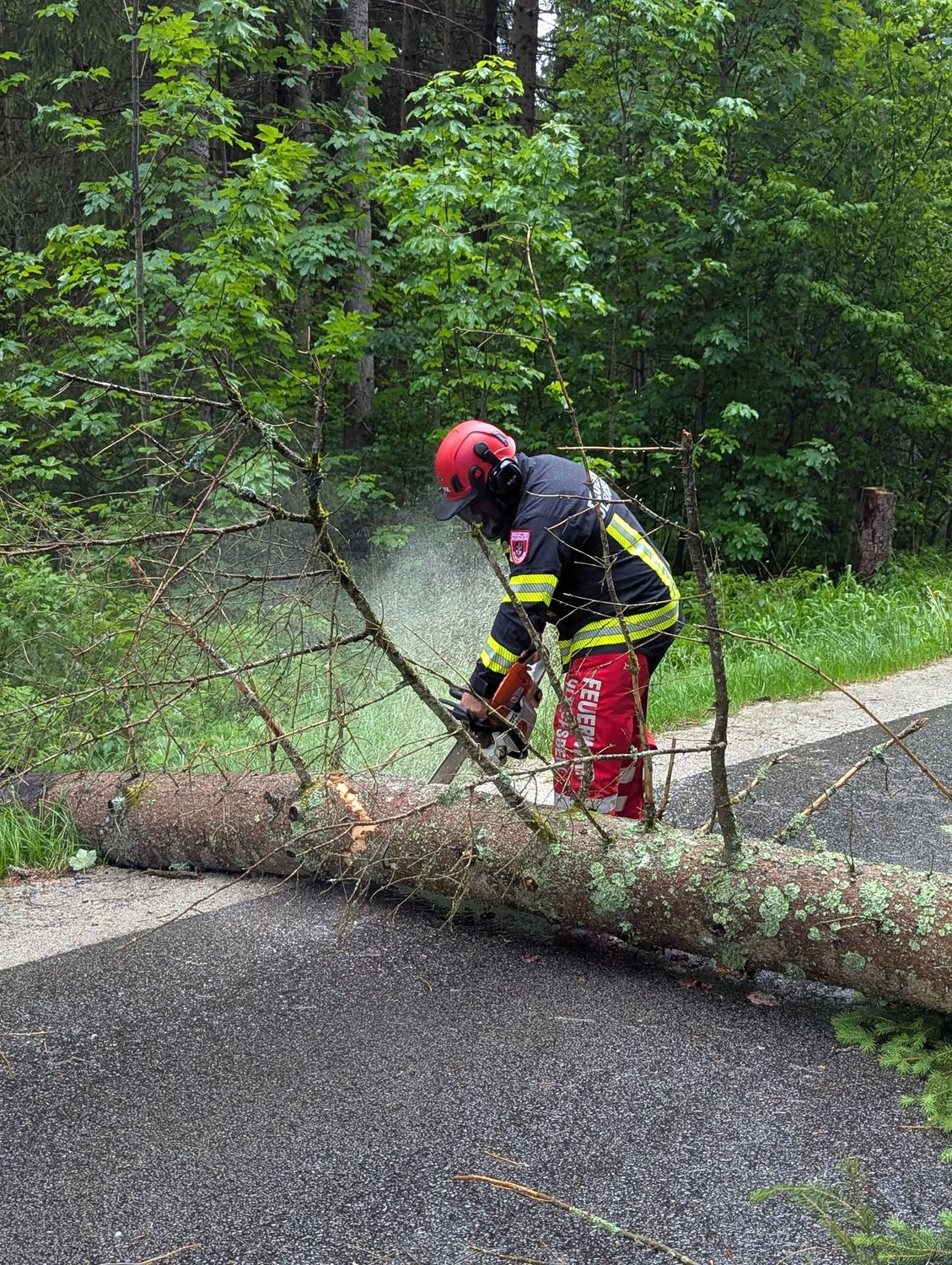 Baum über Straße