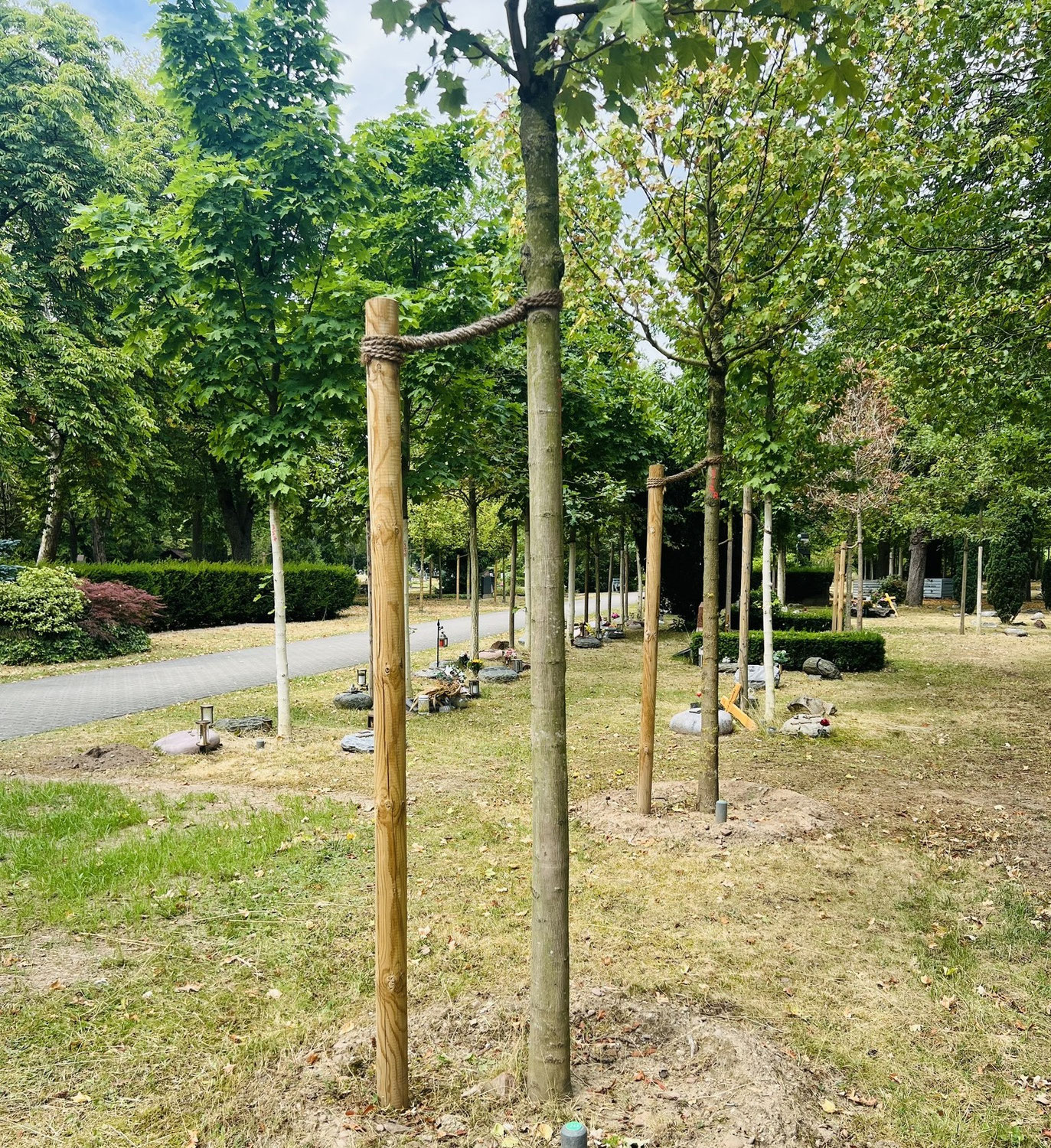 Neues Urnenbäumchen am Hanauer Hauptfriedhof