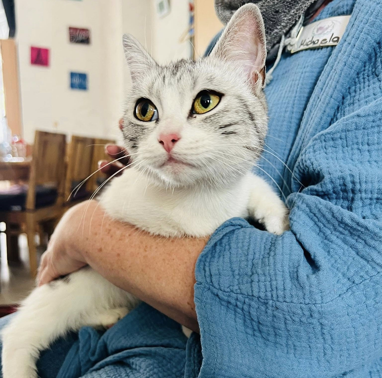 Zugelaufene Katze!