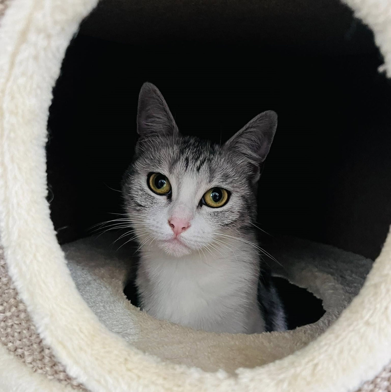 Neuigkeiten zur zugelaufenen Katze