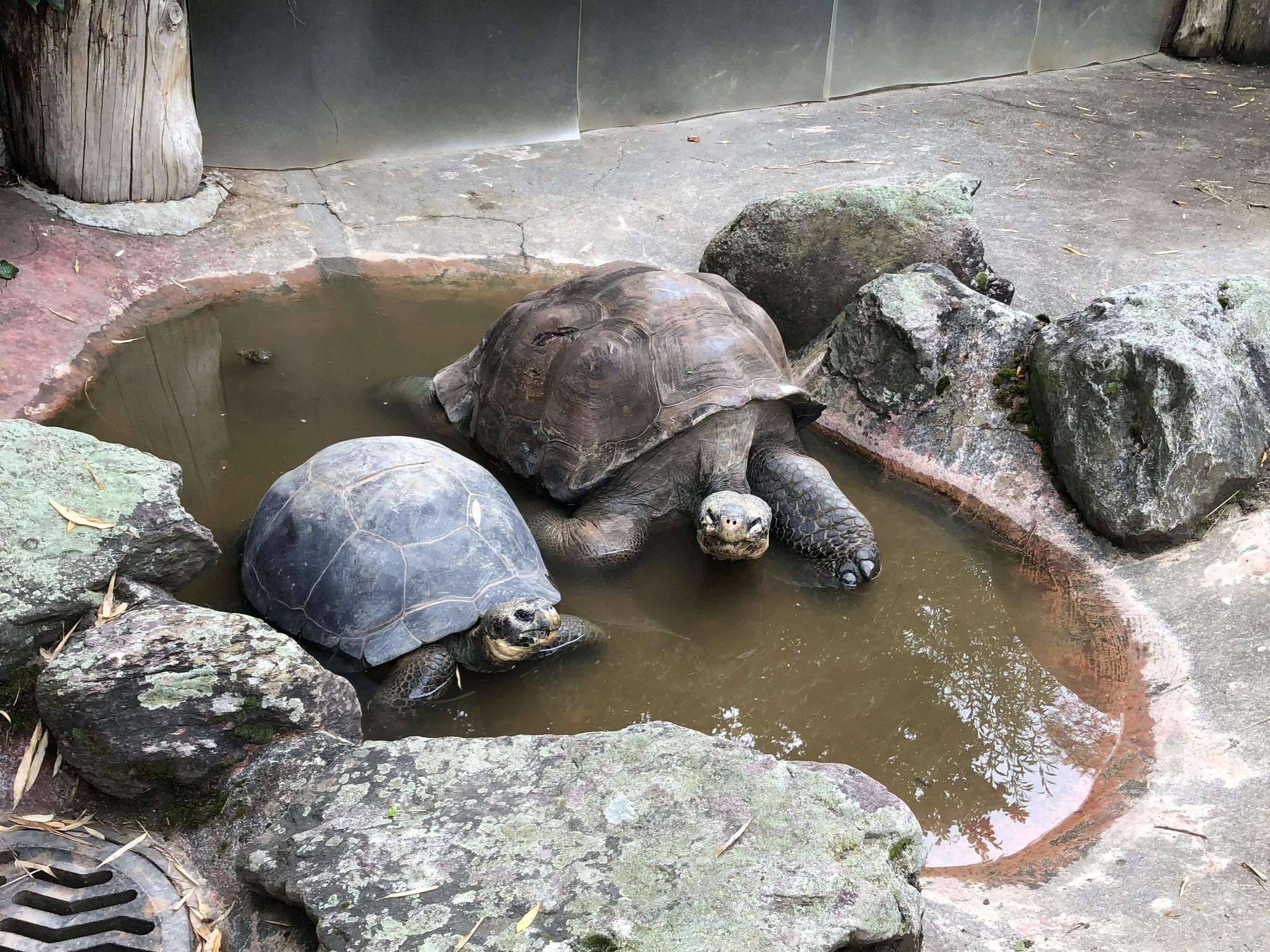 Galápagos-Riesenschildkröten stellen Krebsforschung auf den Kopf