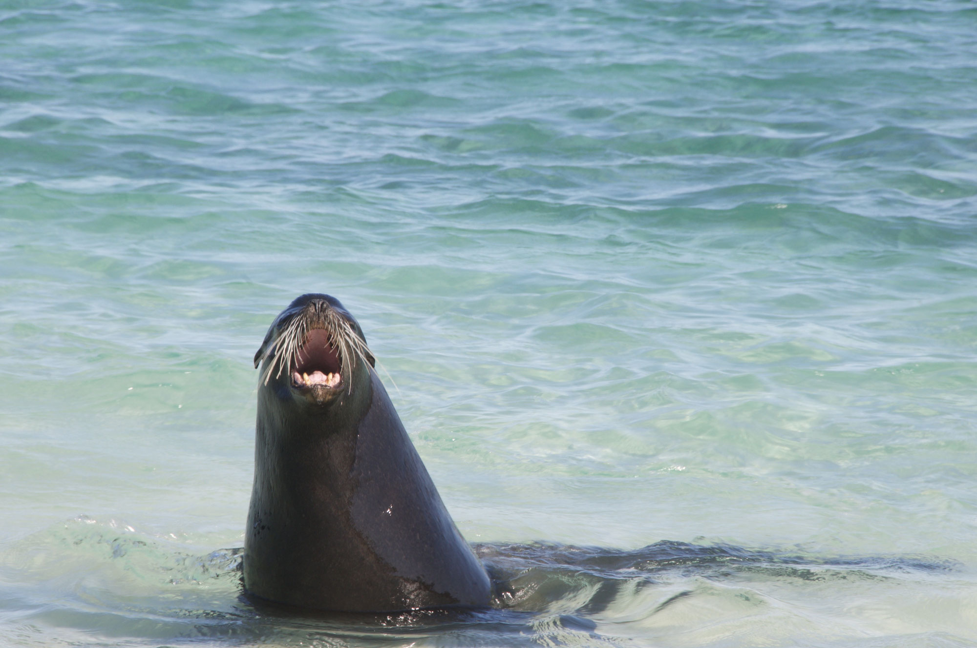 Sustainable Fisheries and Improved Conservation in the Galapagos Marine Reserve
