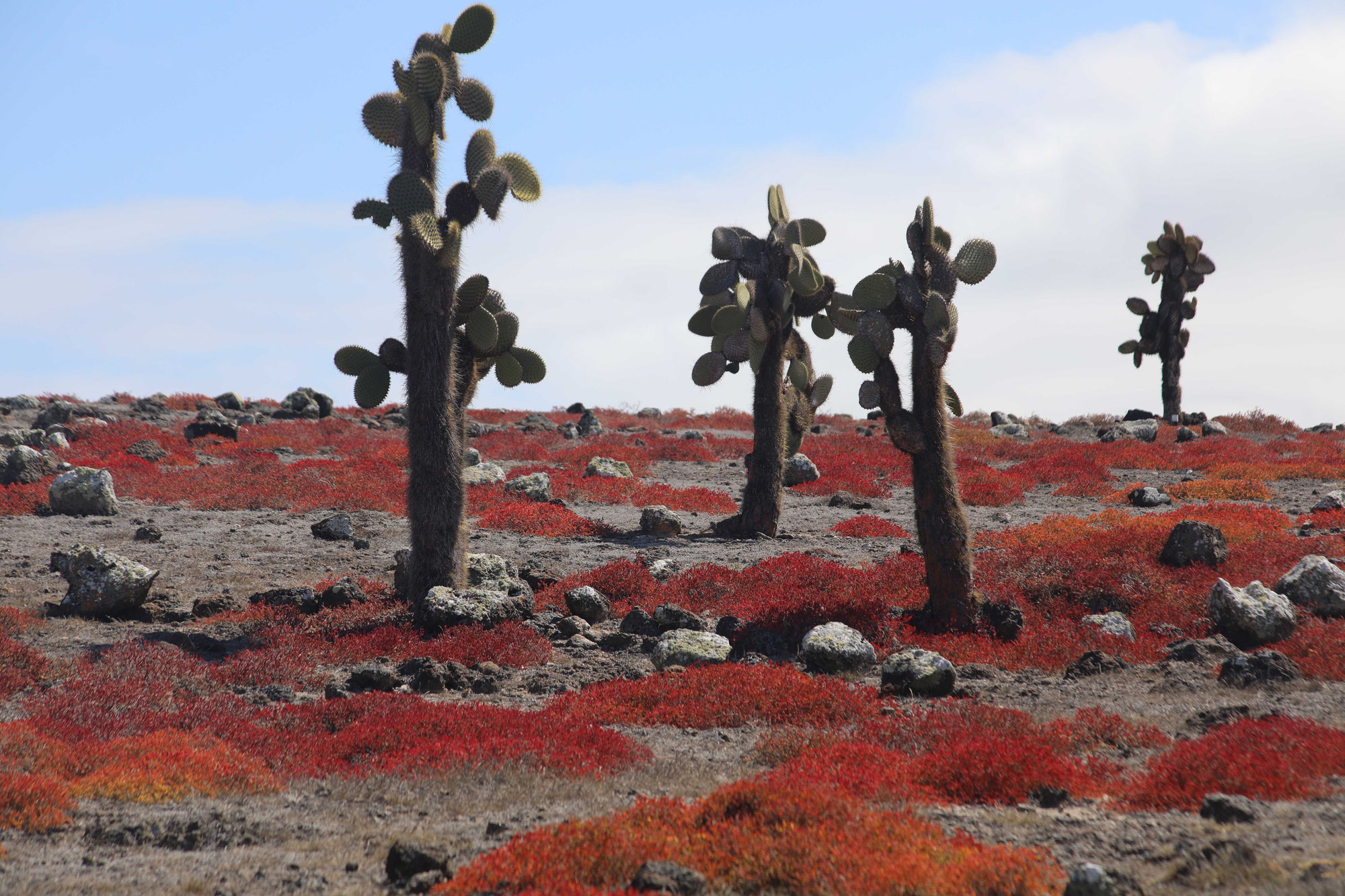 In Plaza Sur, protective measures are bearing fruit - in the truest sense of the word